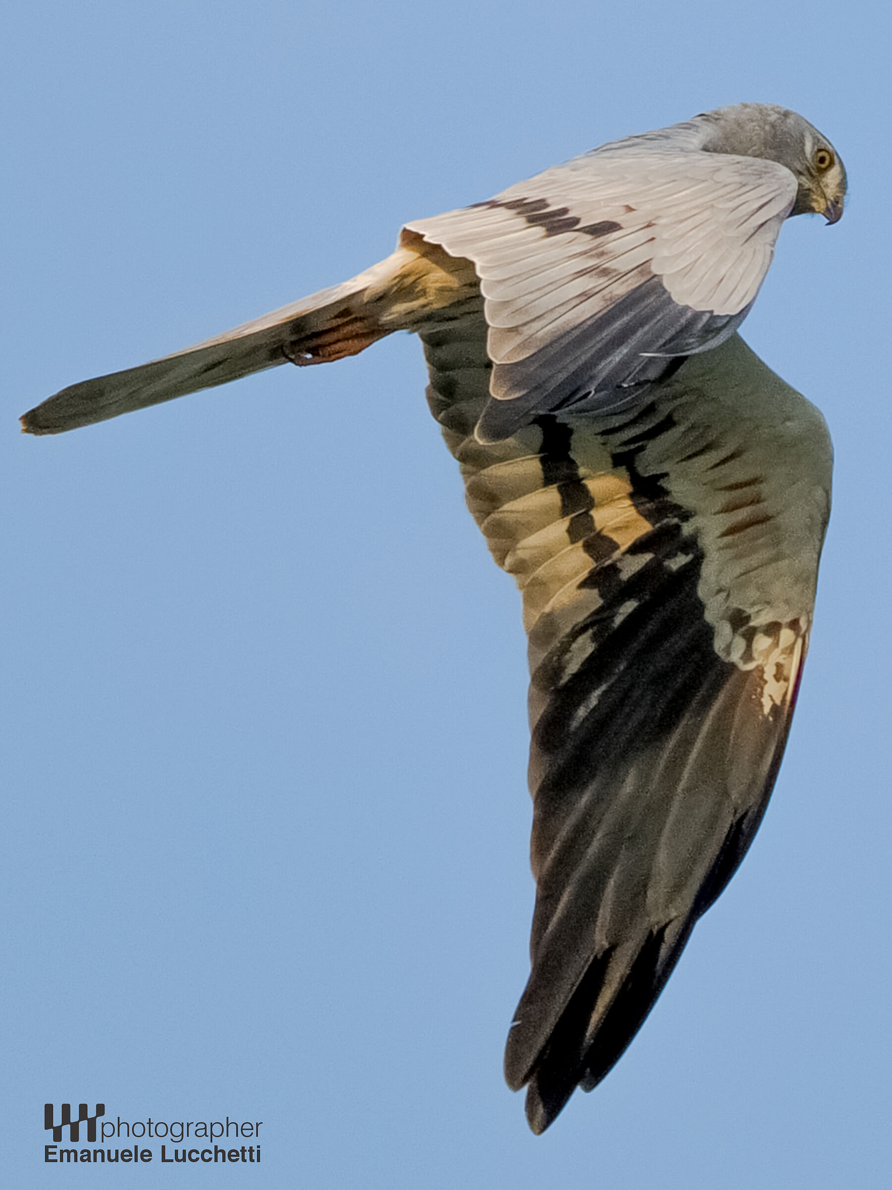 Albanella minore (m)