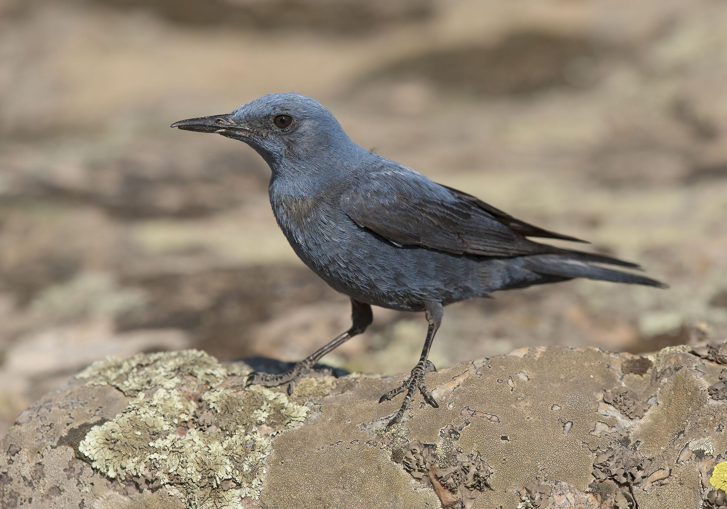 passero solitario(monticola solitarius) maschio
