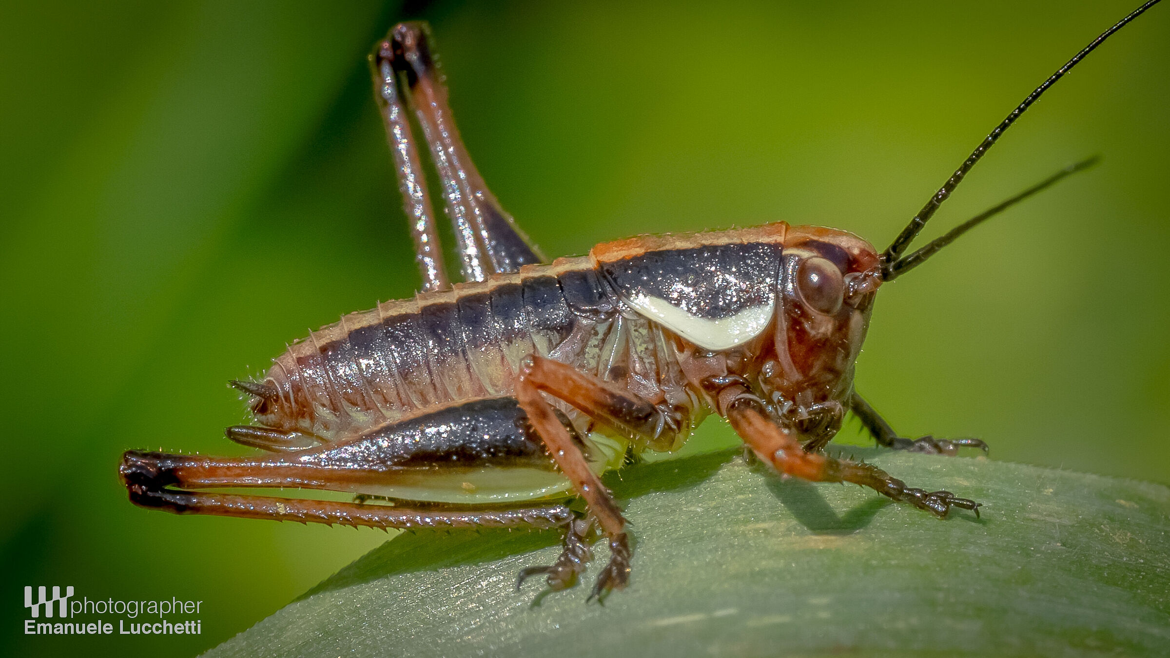 Cricket