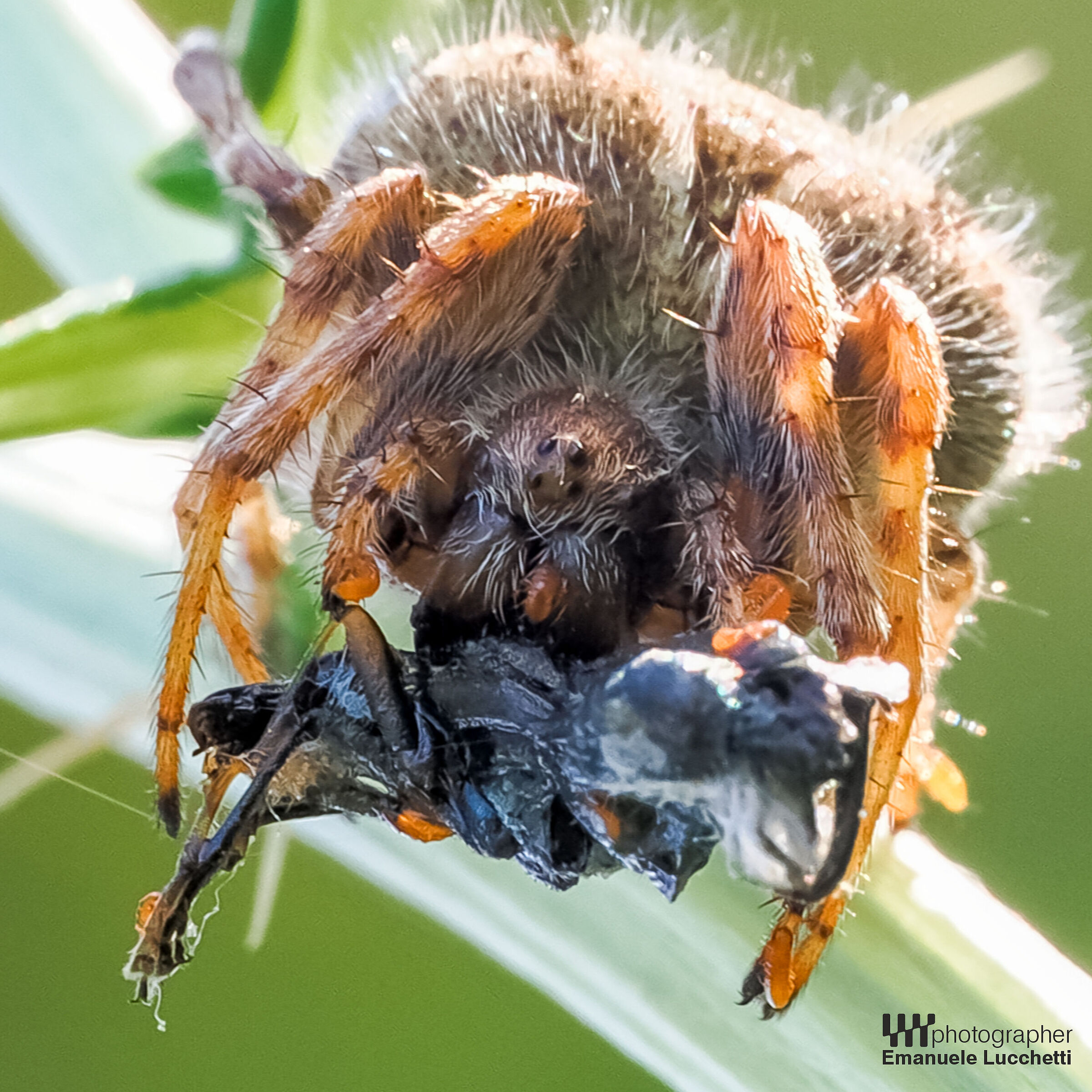Spider with ant
