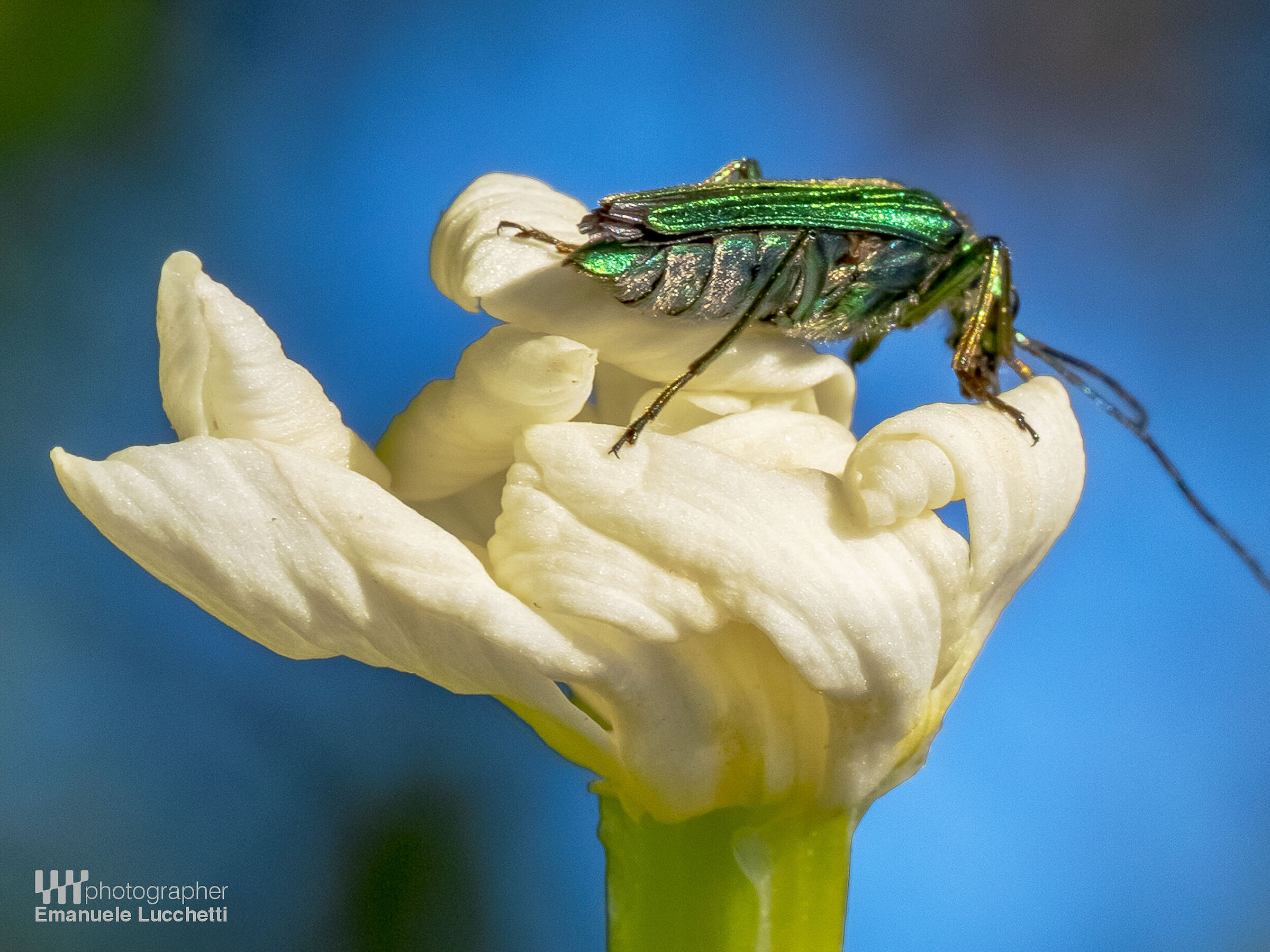 Macro