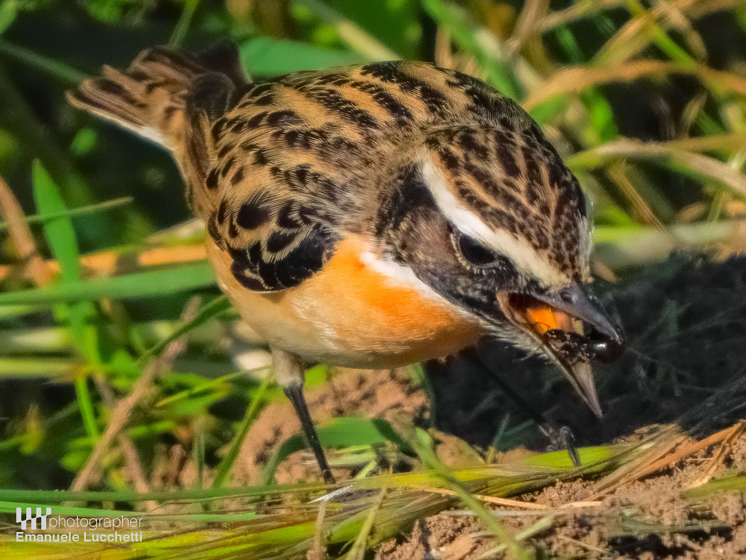 Stiaccino con formica