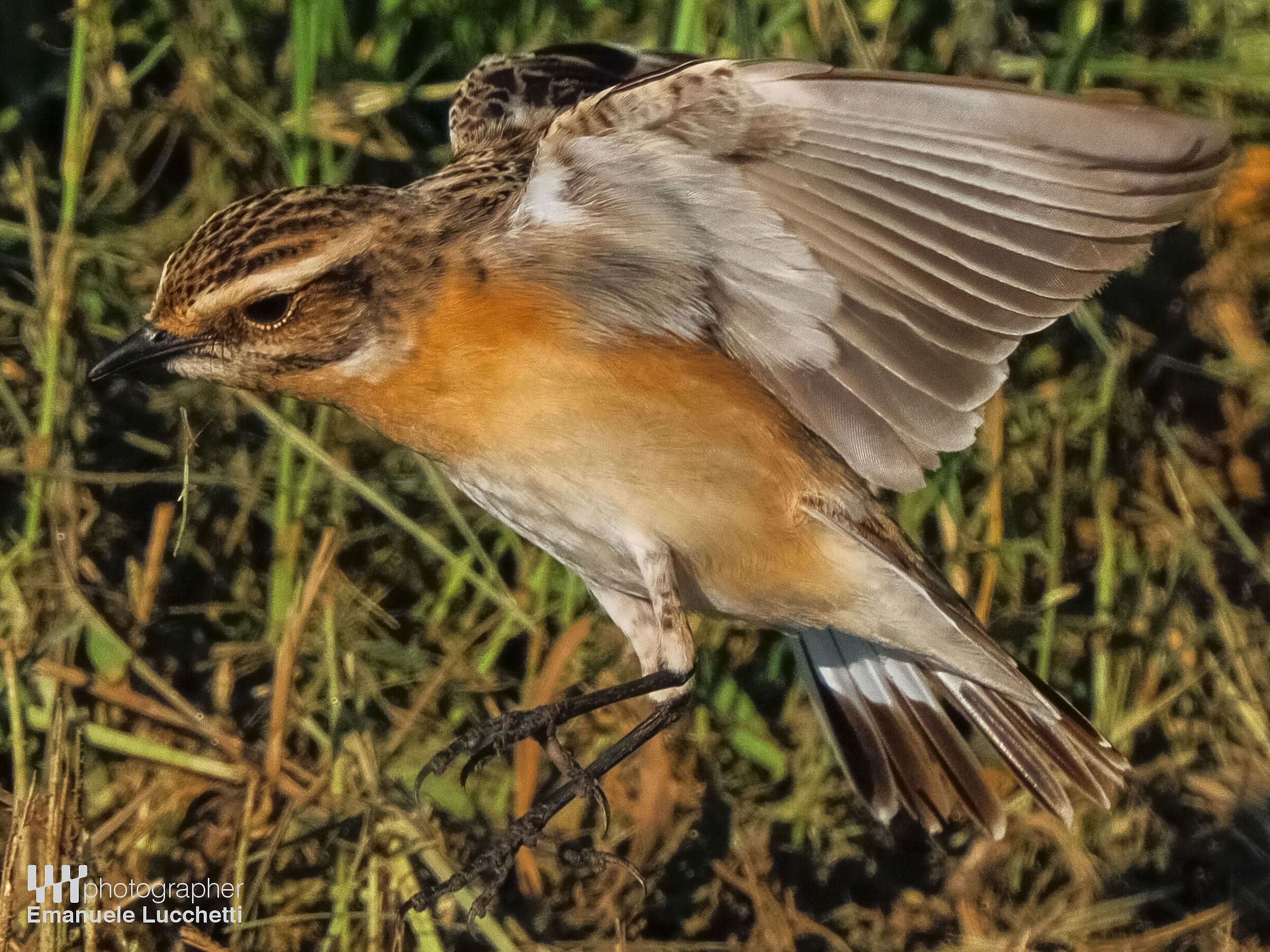 Stiaccino in decollo