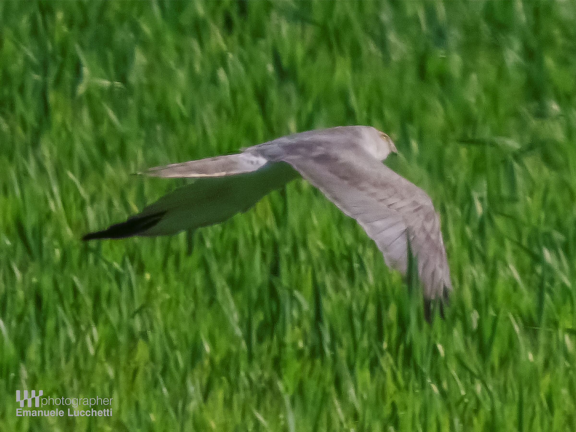 Albanella pallida (m)