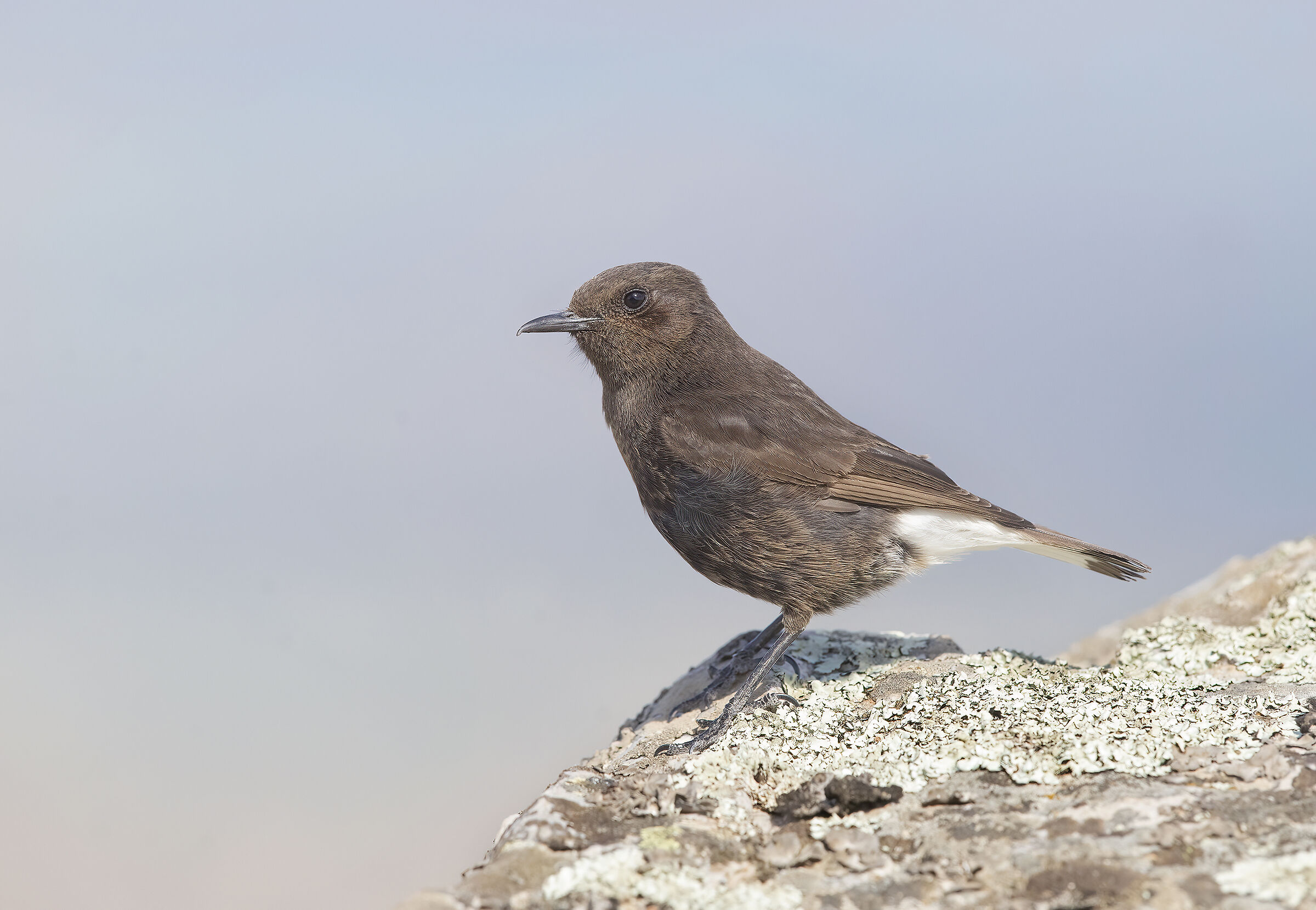 monachella nera (oenanthe leucura ) femmina