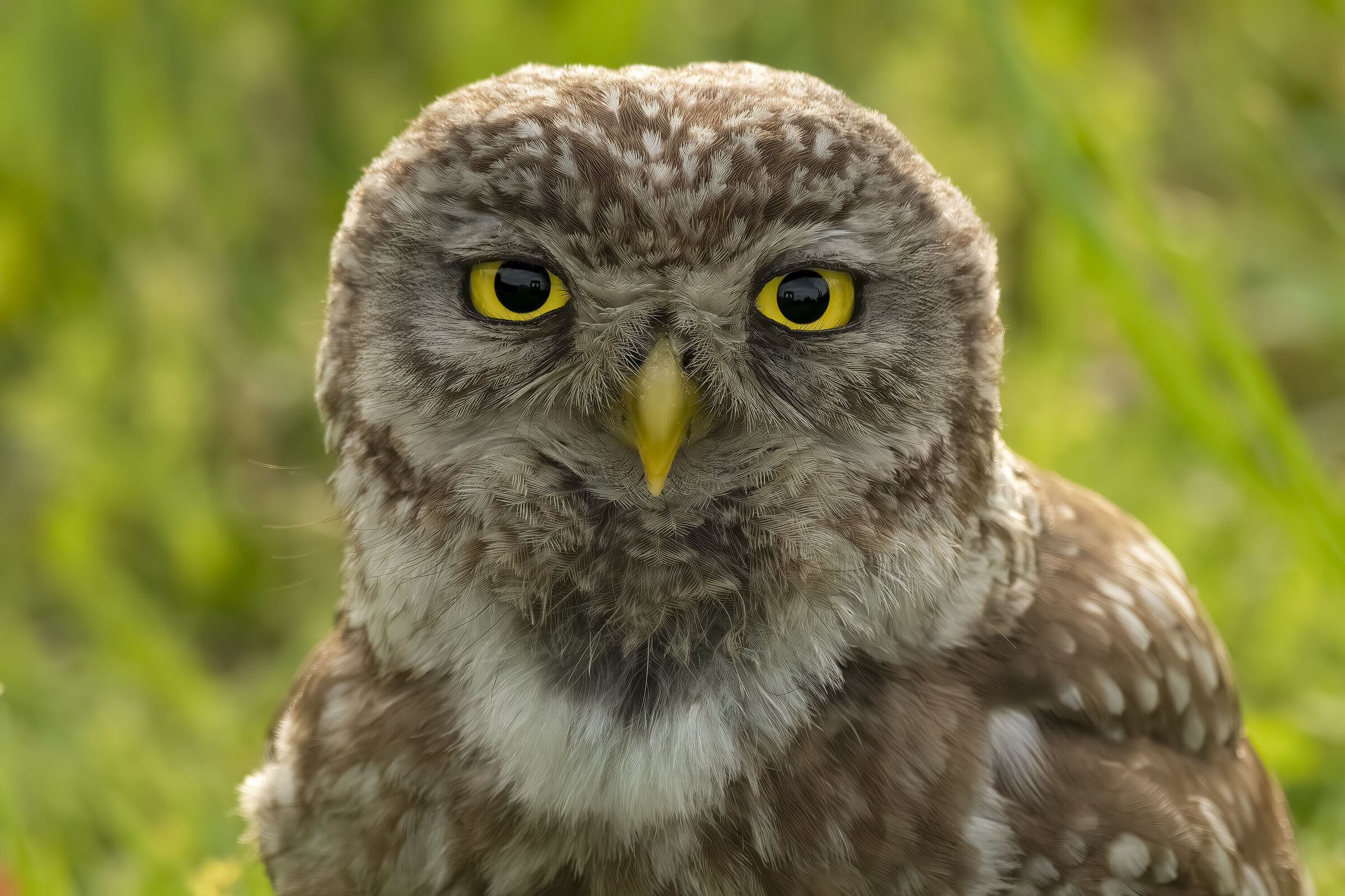 Owl