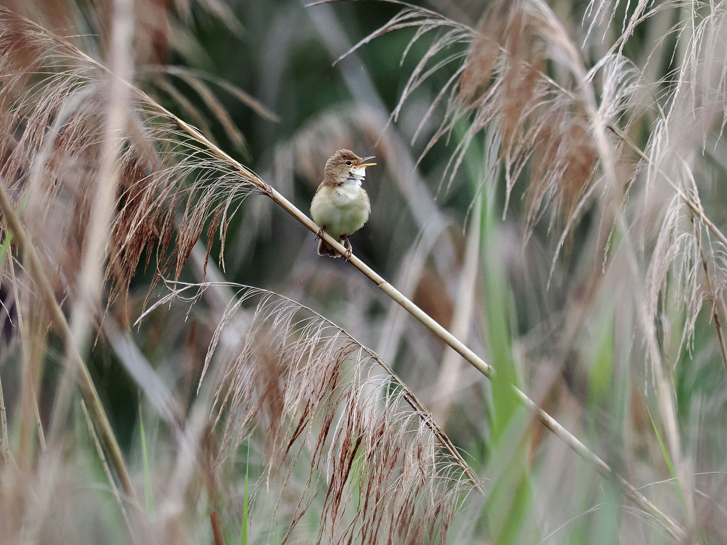 Reed warbler
