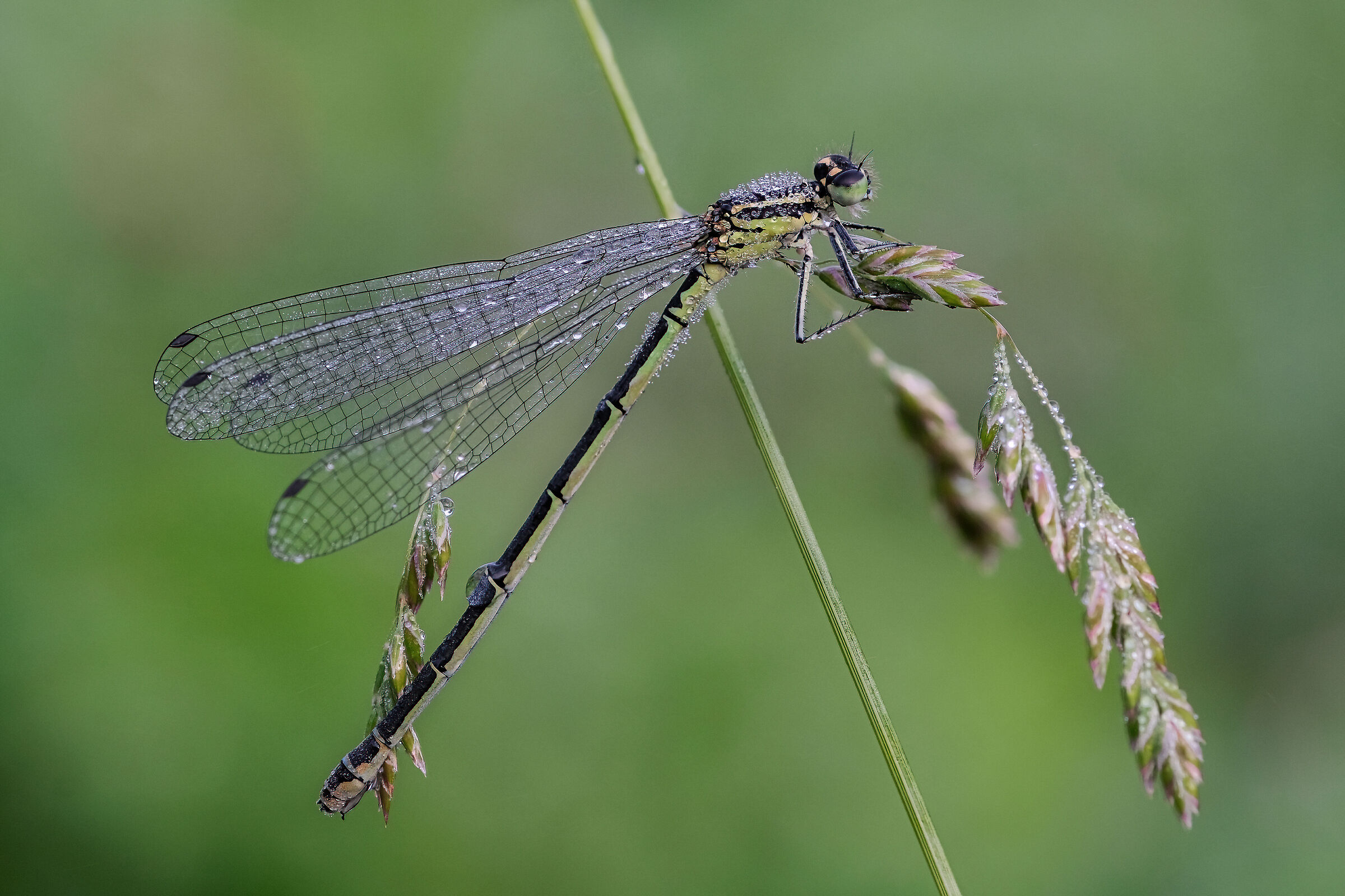 Coenagrion puella