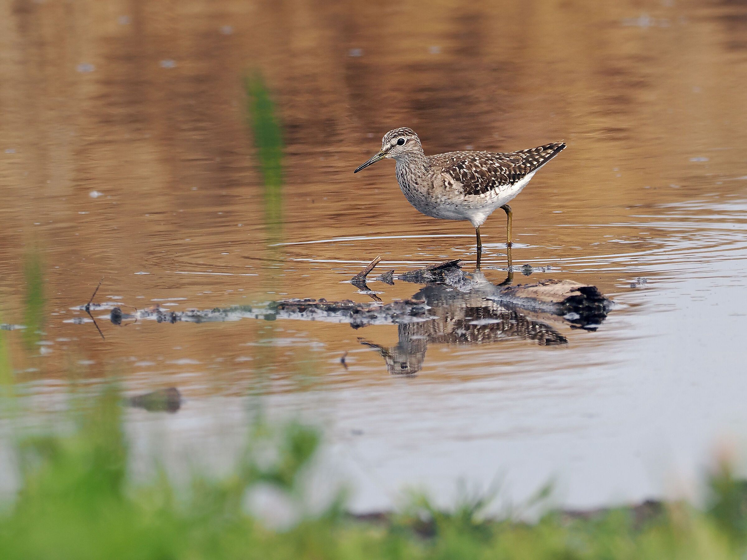 Sandpiper culbianco
