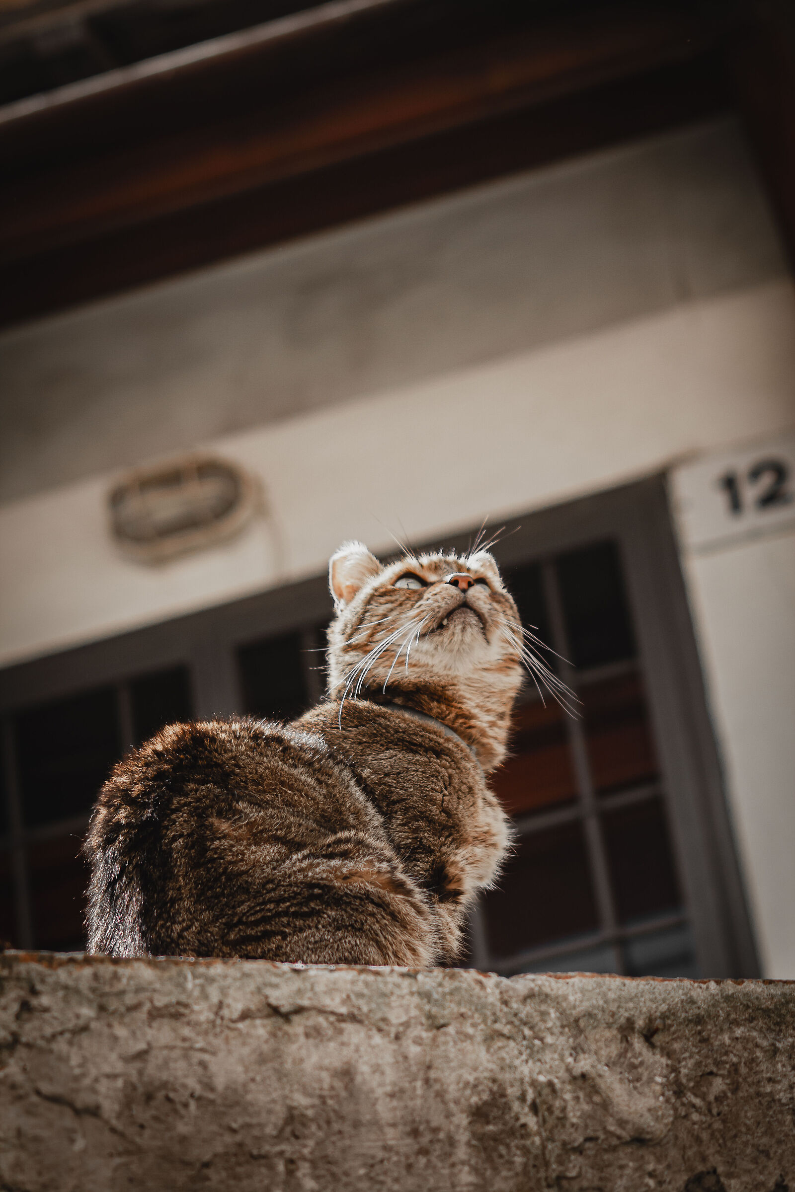 Portrait of cat at 12