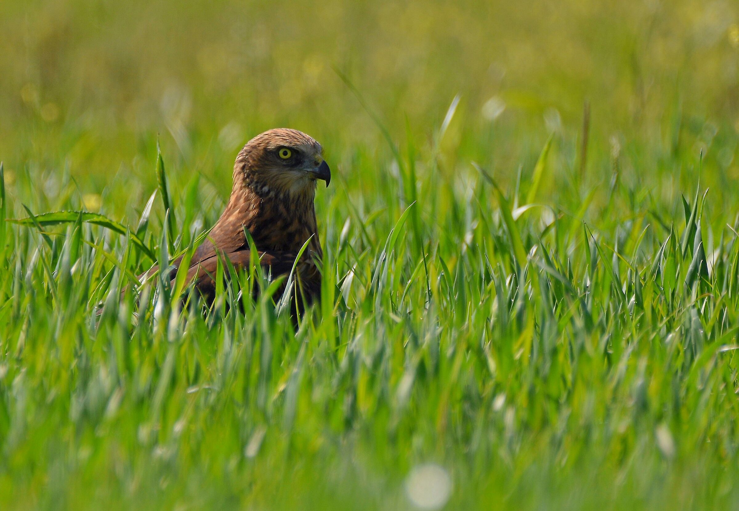 Pronto all'agguato...