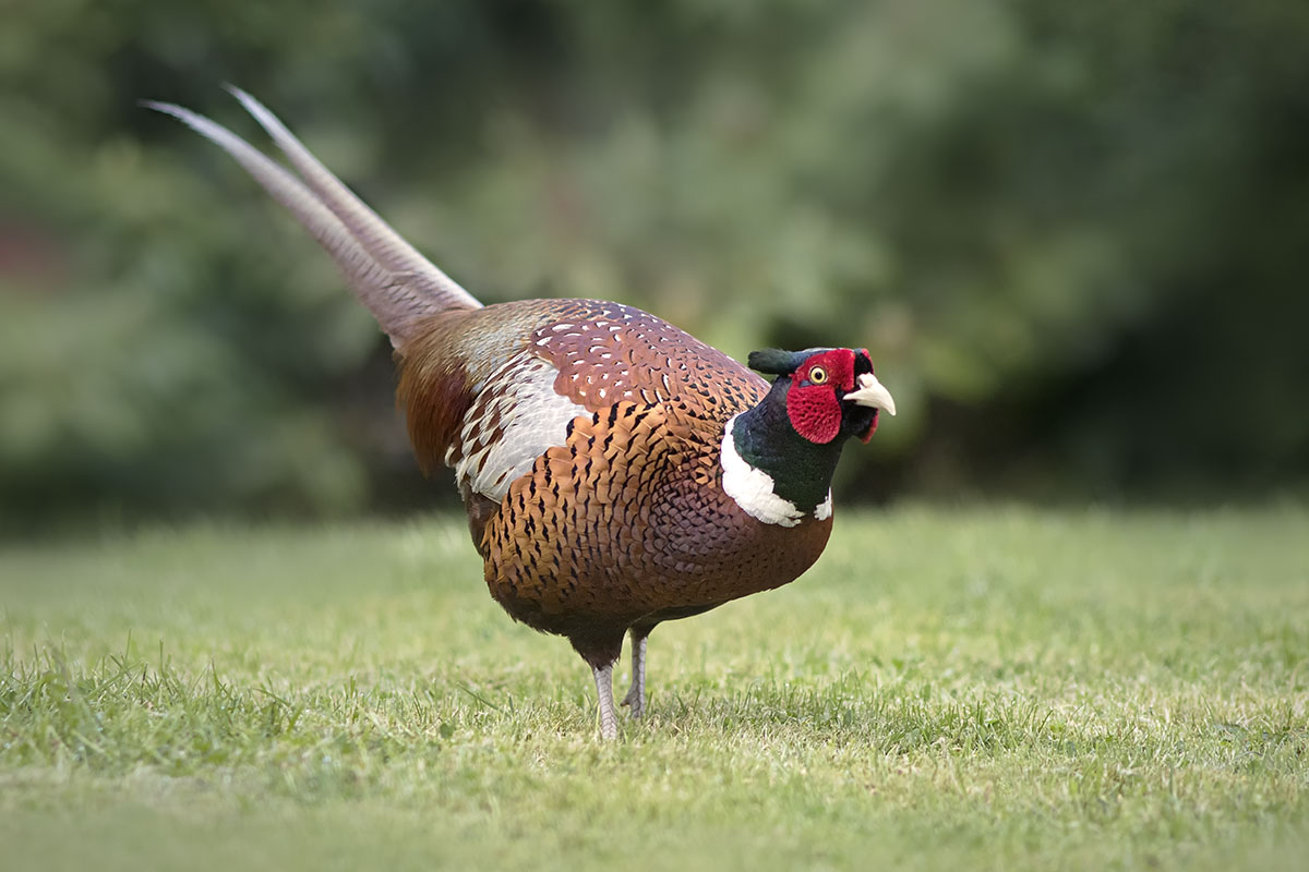 Fagiano - visiera mattutina nel mio giardino .....