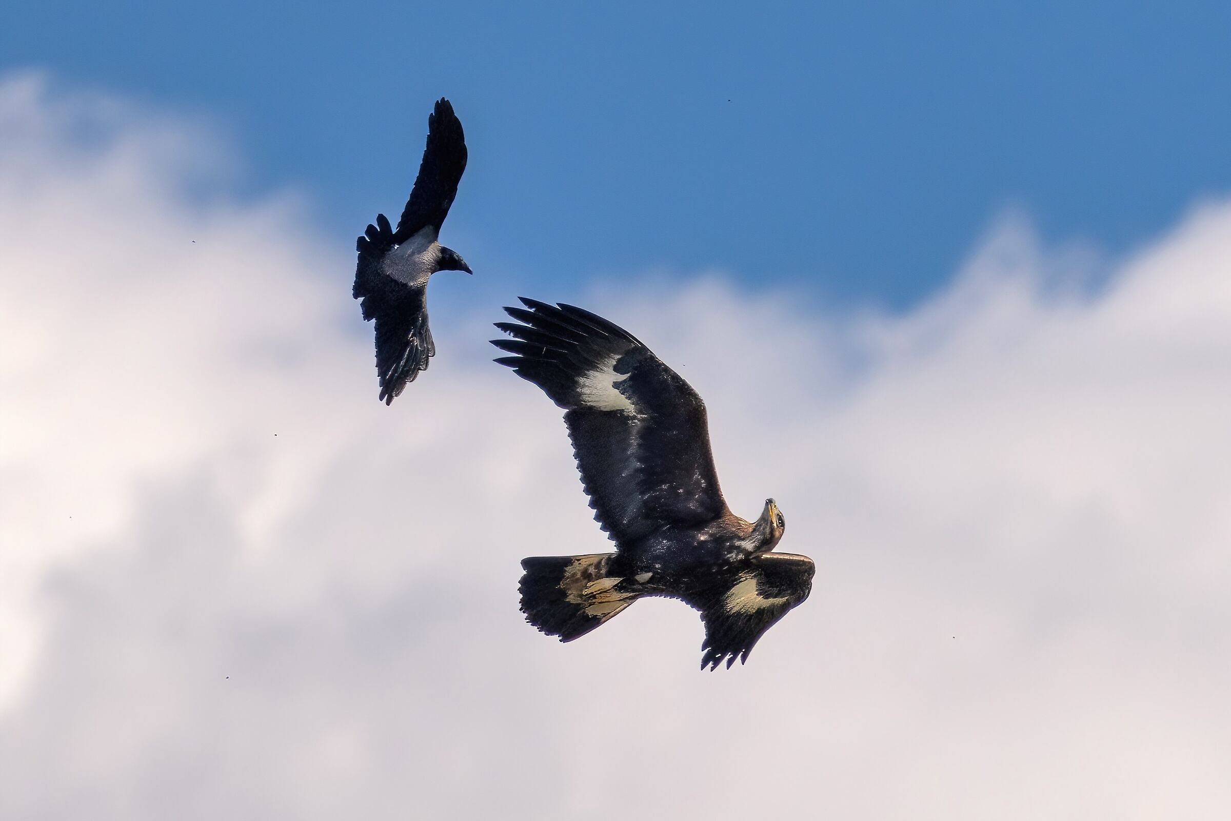 Gray crow in "mobbing" on the Golden Eagle