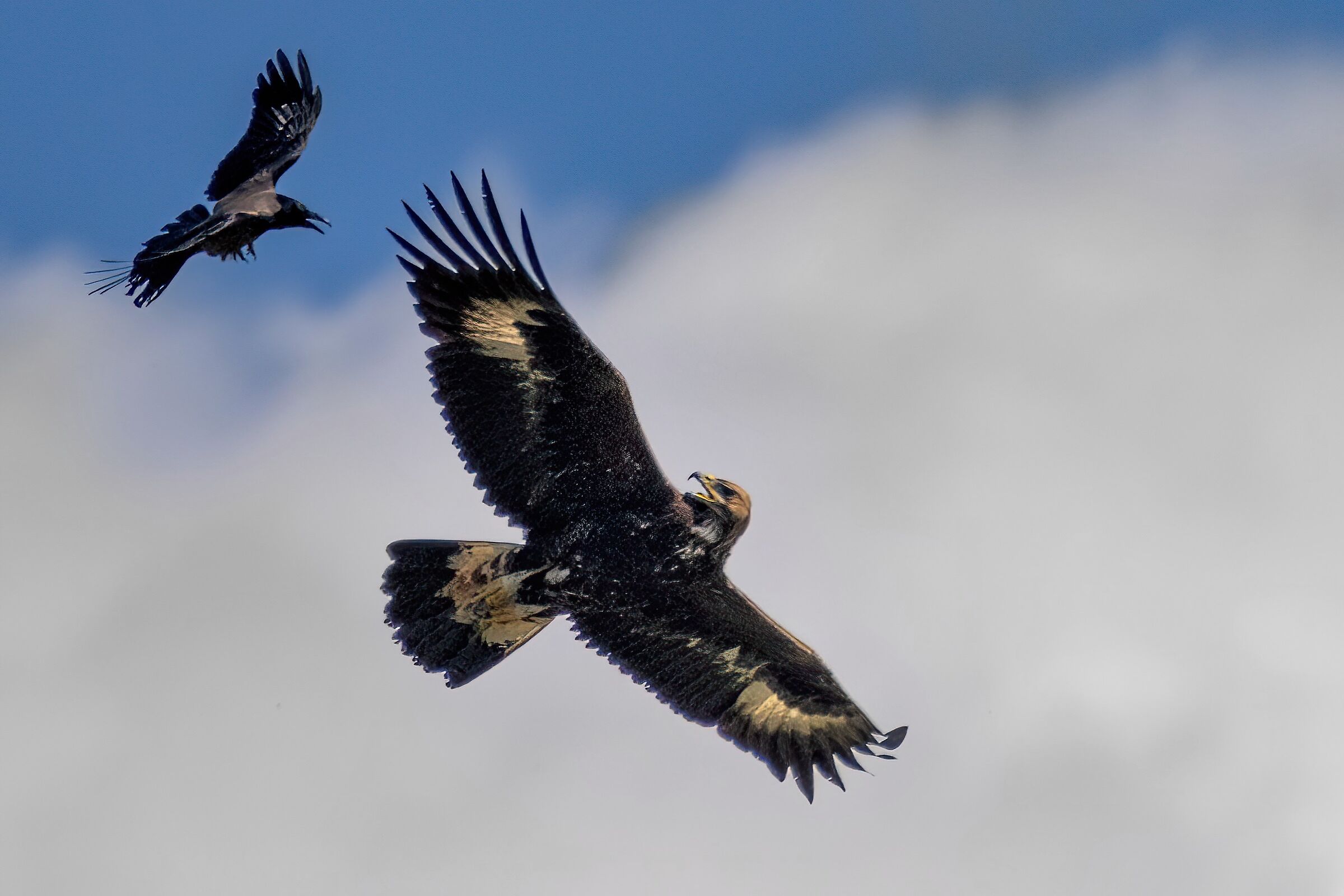 Gray crow in "mobbing" on the Golden Eagle