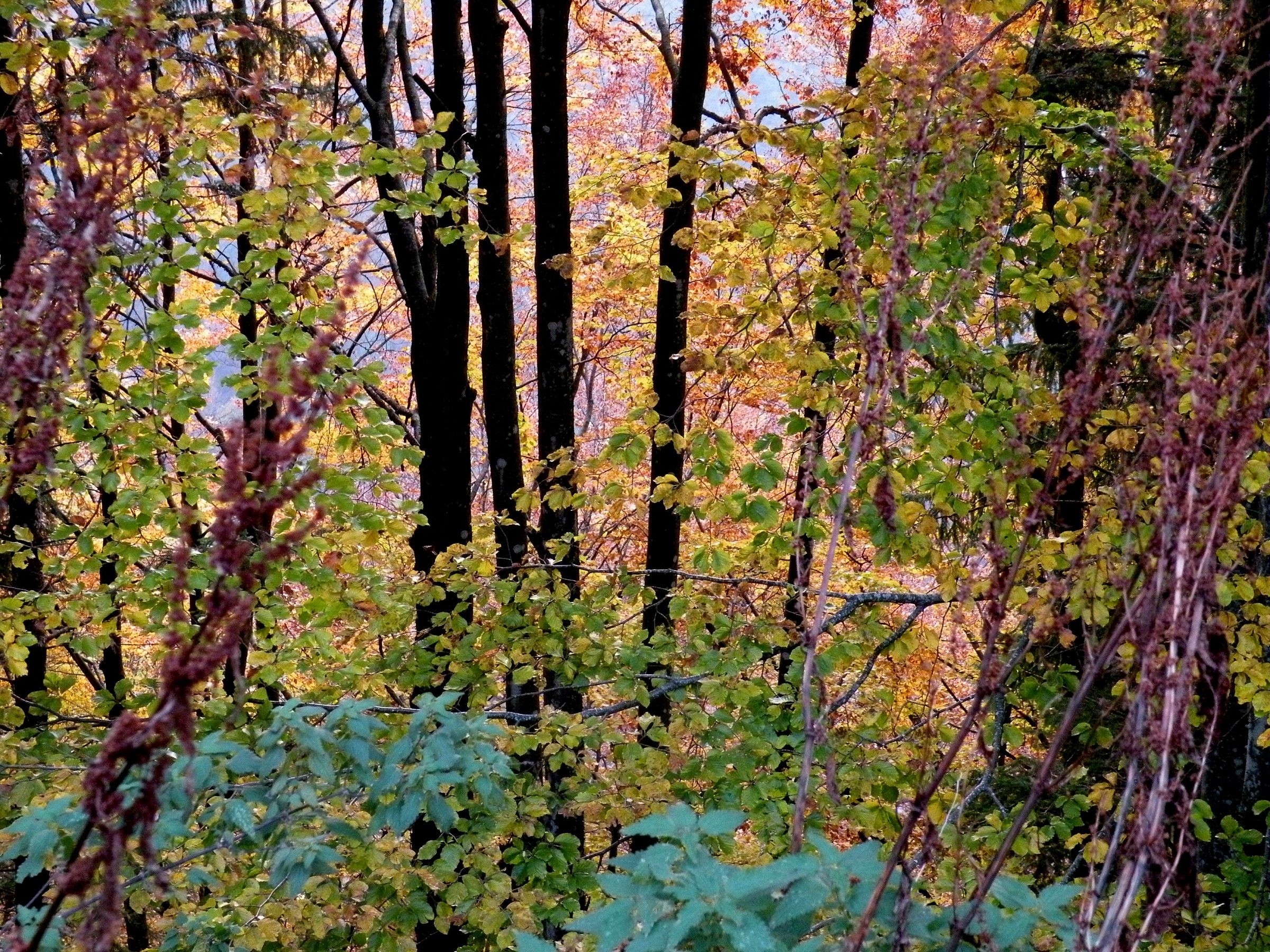 Asiago Plateau: palette of autumn colors