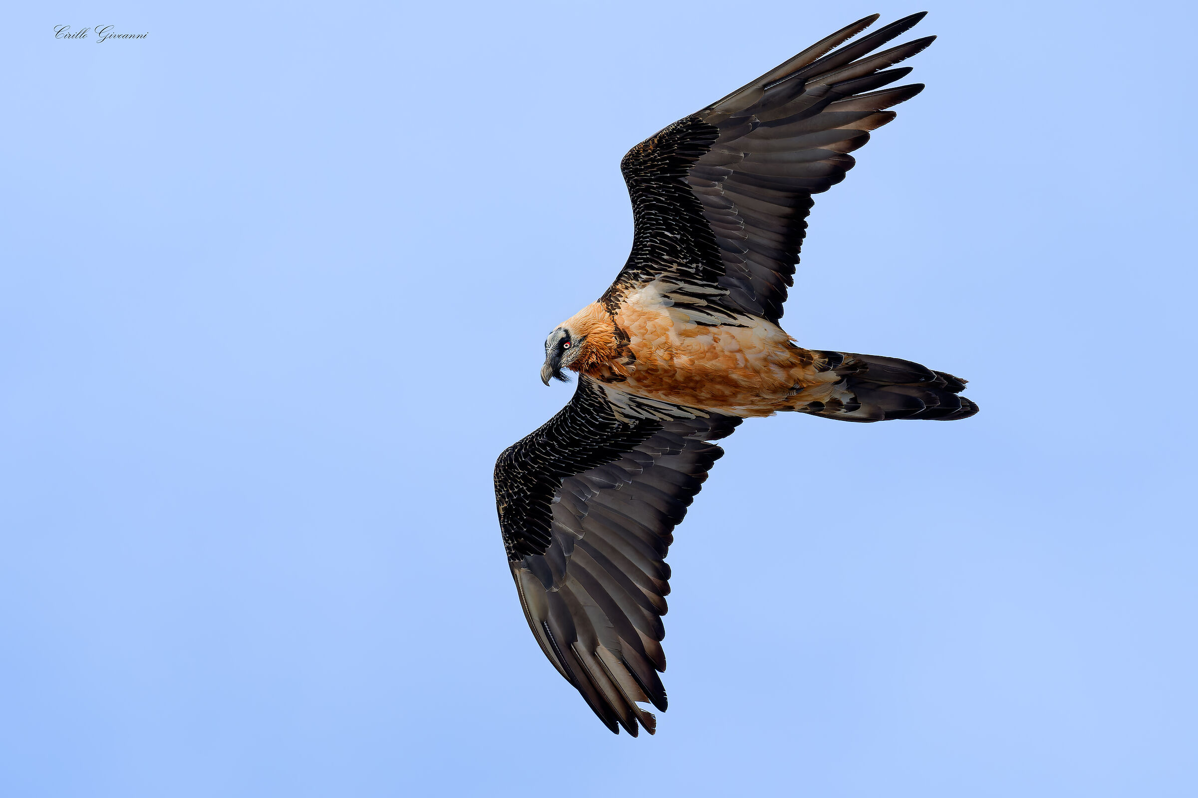 Bearded vulture