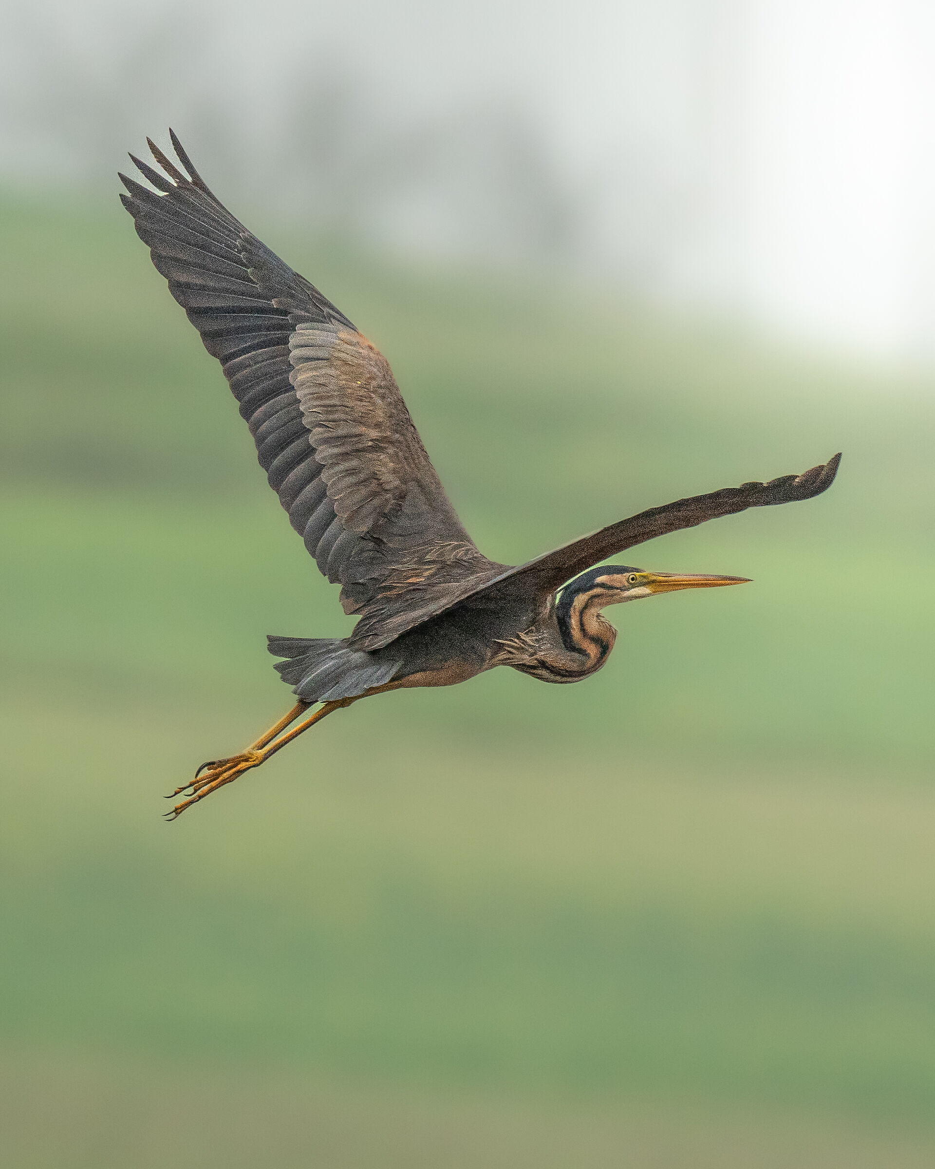 Airone rosso in volo