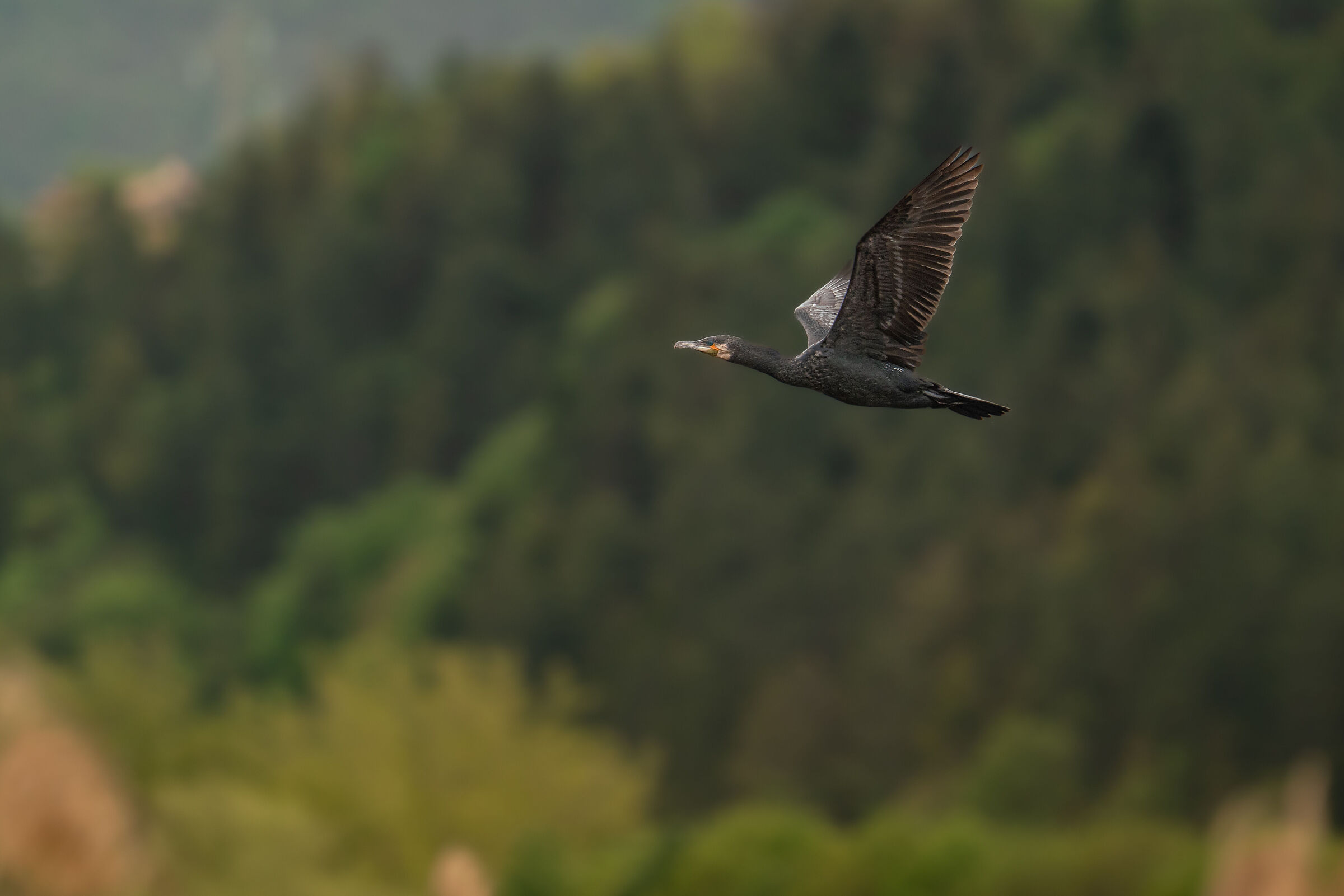 Cormorano in volo