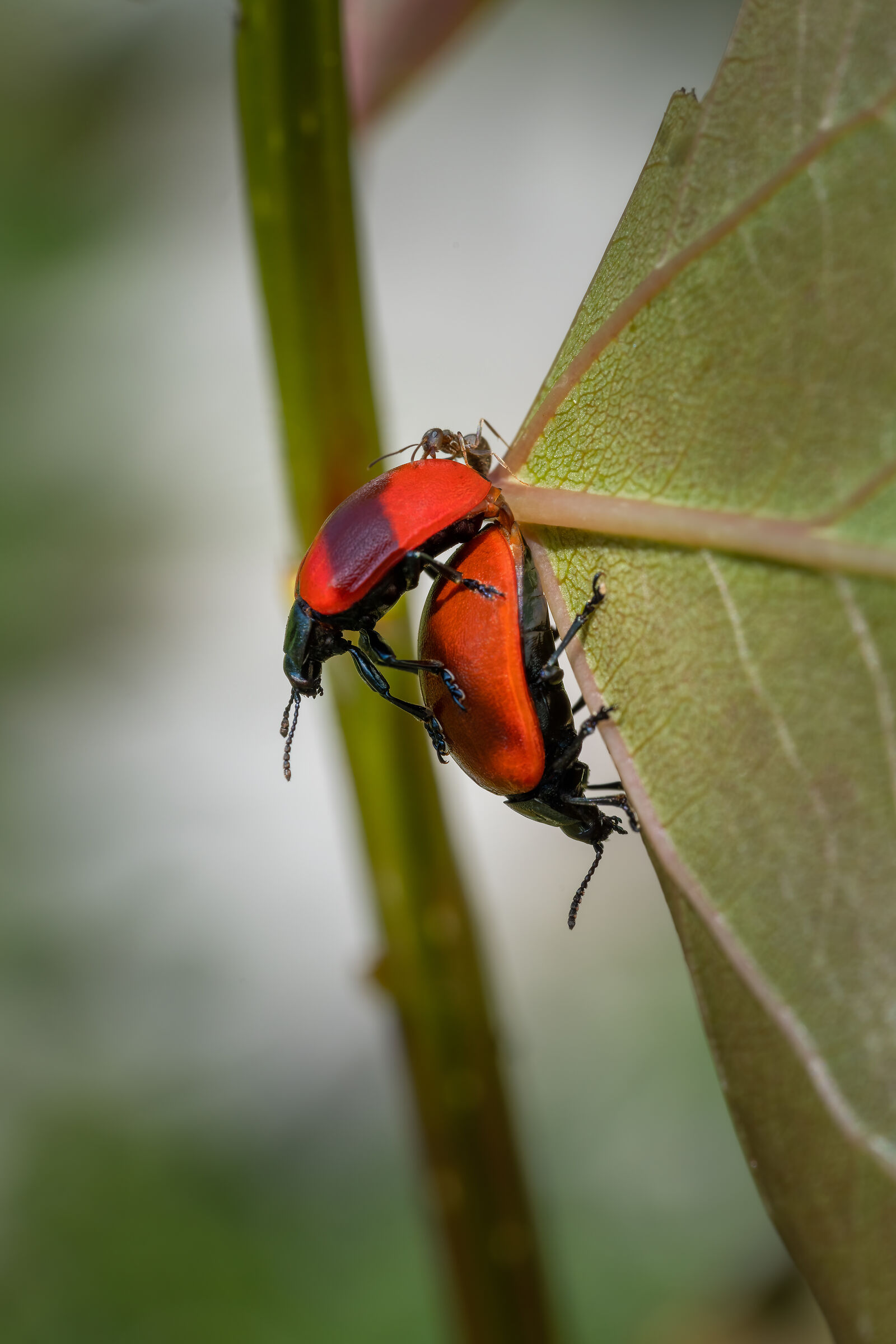 Crisomele del Pioppo e i soliti guardoni