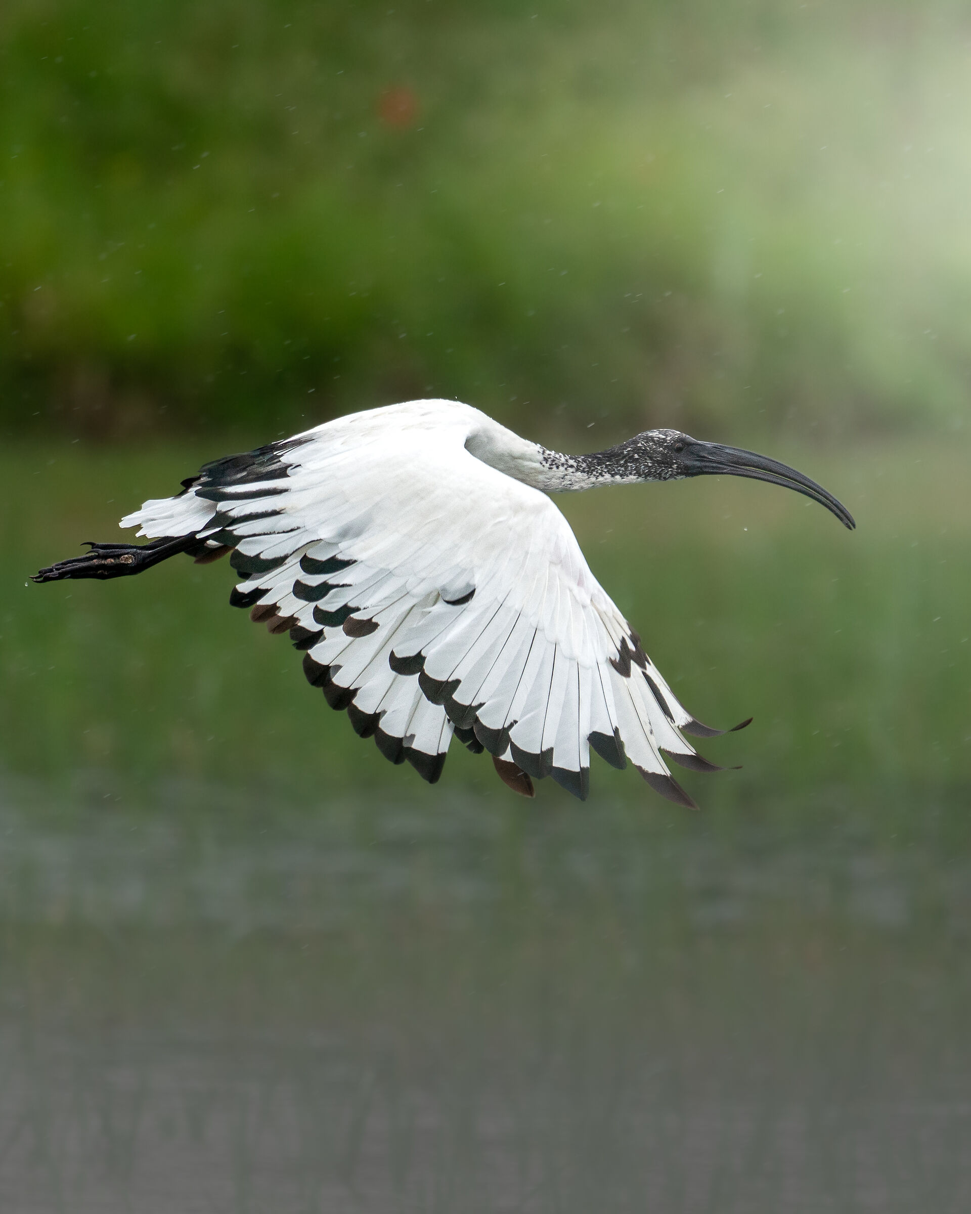 Ibis sacro sotto la pioggia