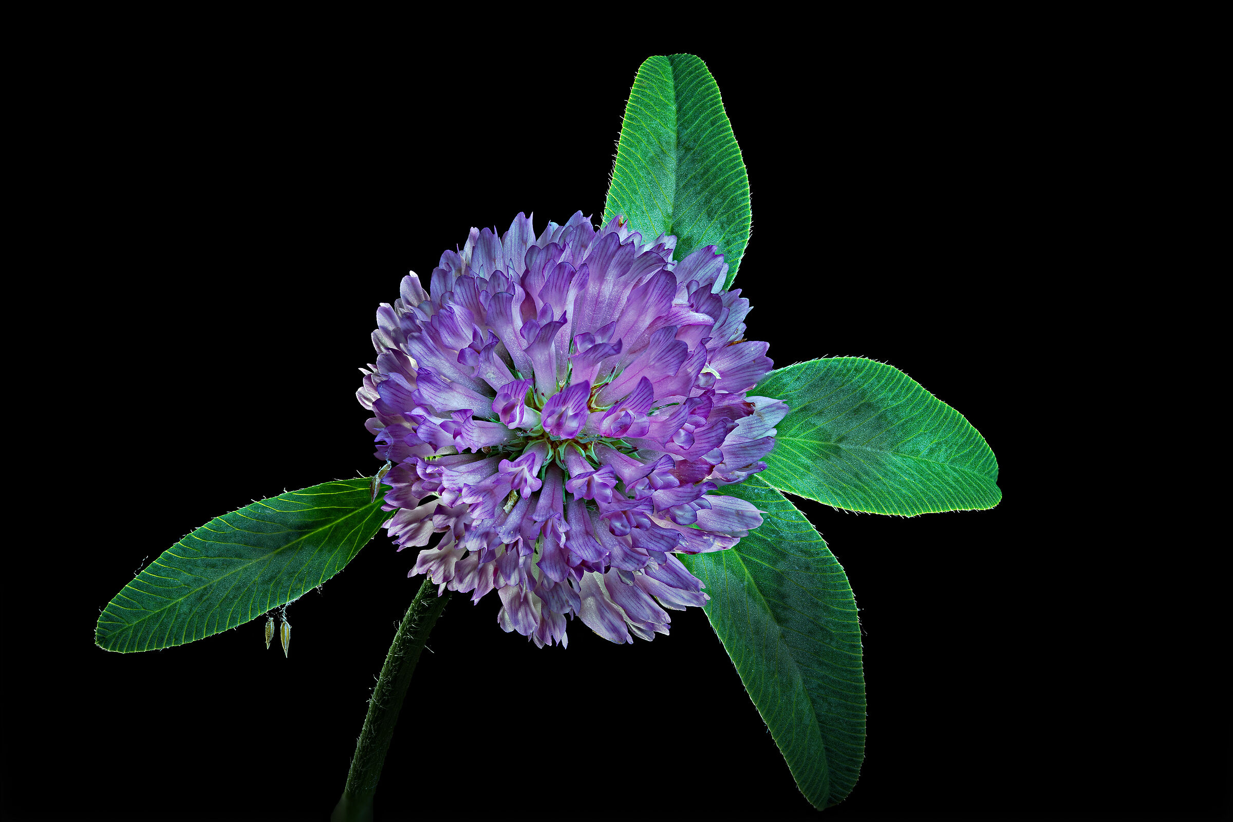 Trifoglio pratense...