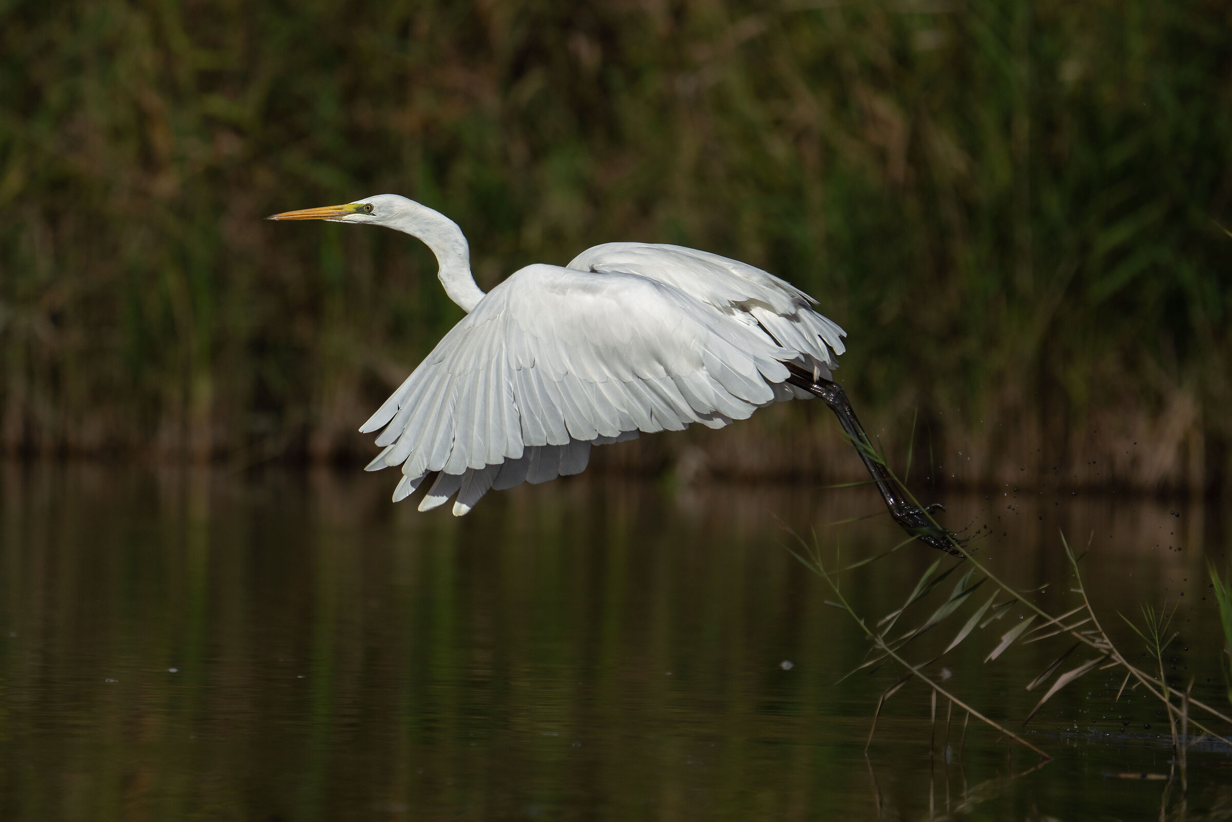 Lo stacco del bianco