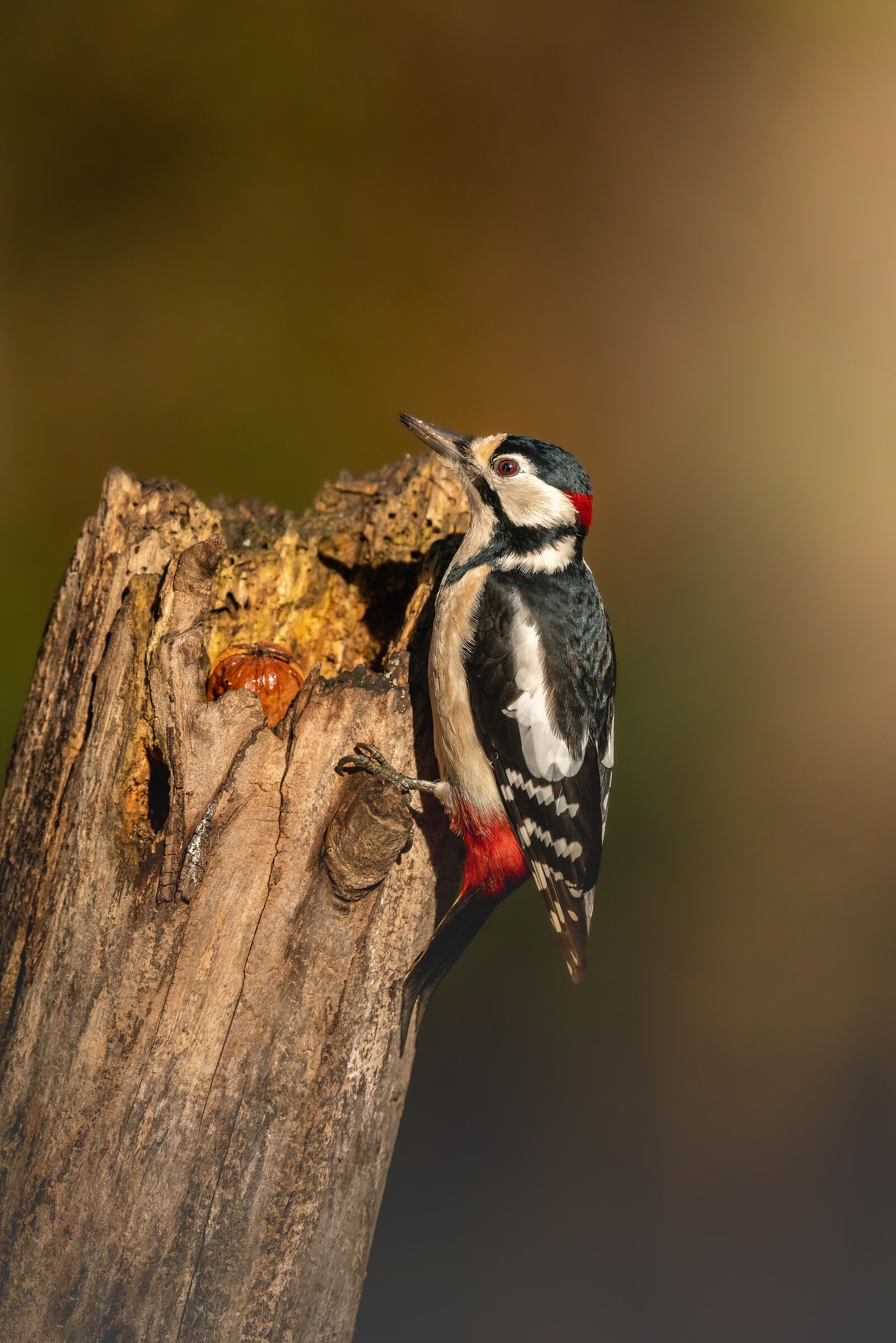 Picchio Rosso e noce