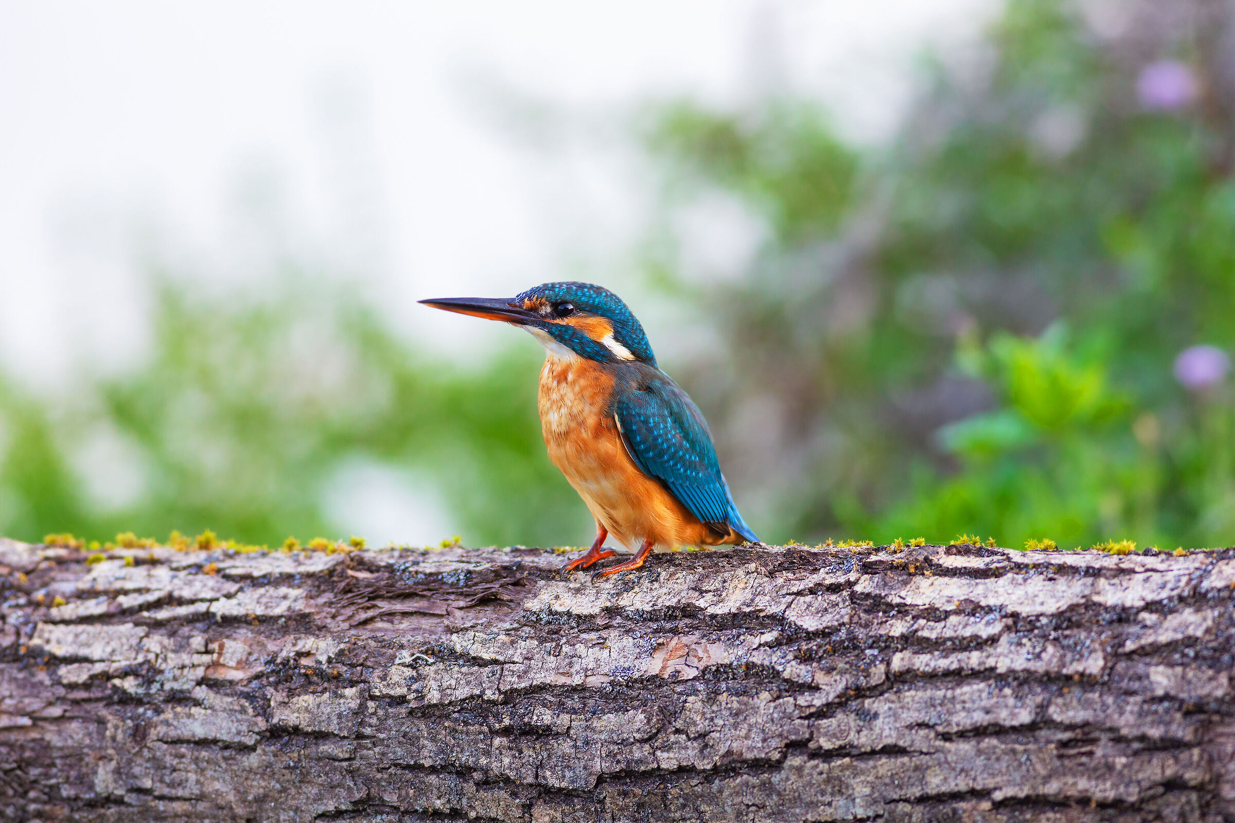 perch