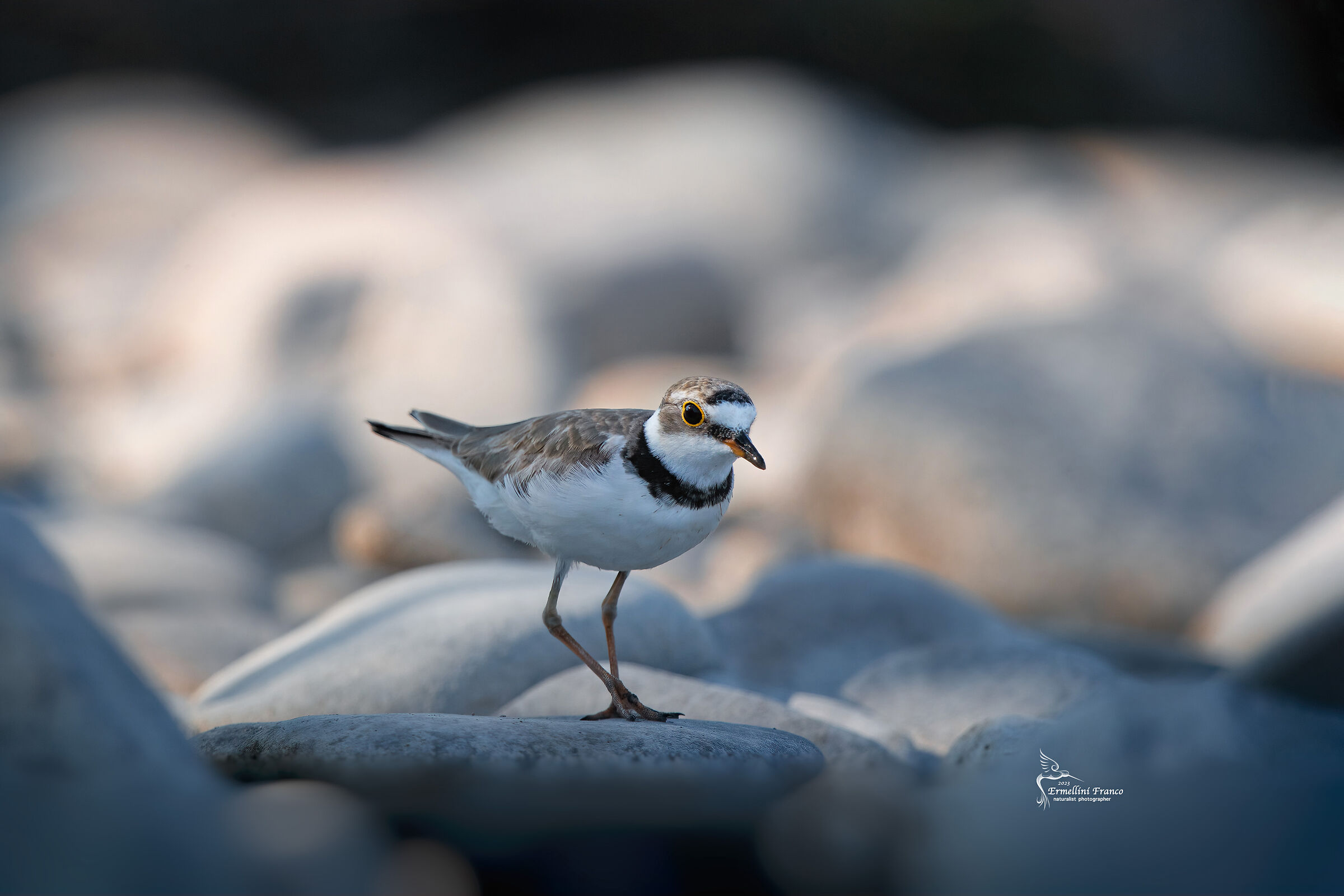 Little ringed plover