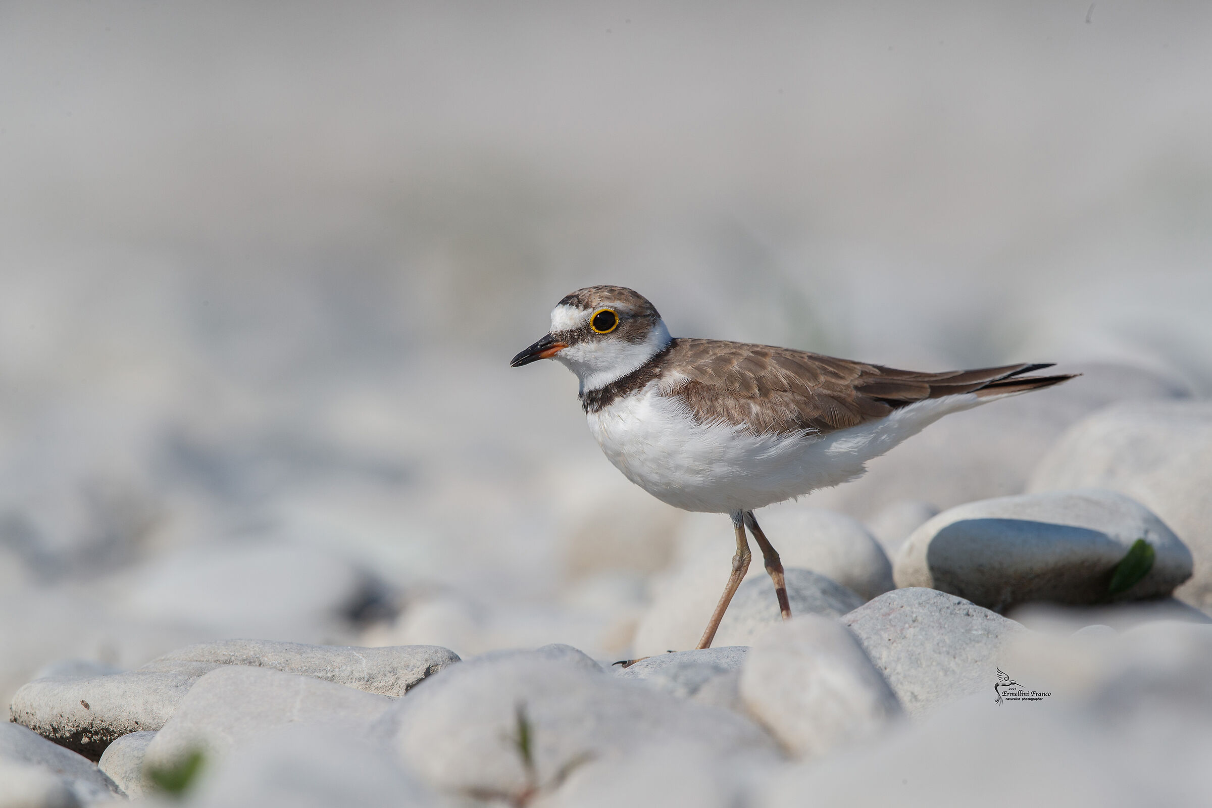 Little ringed plover