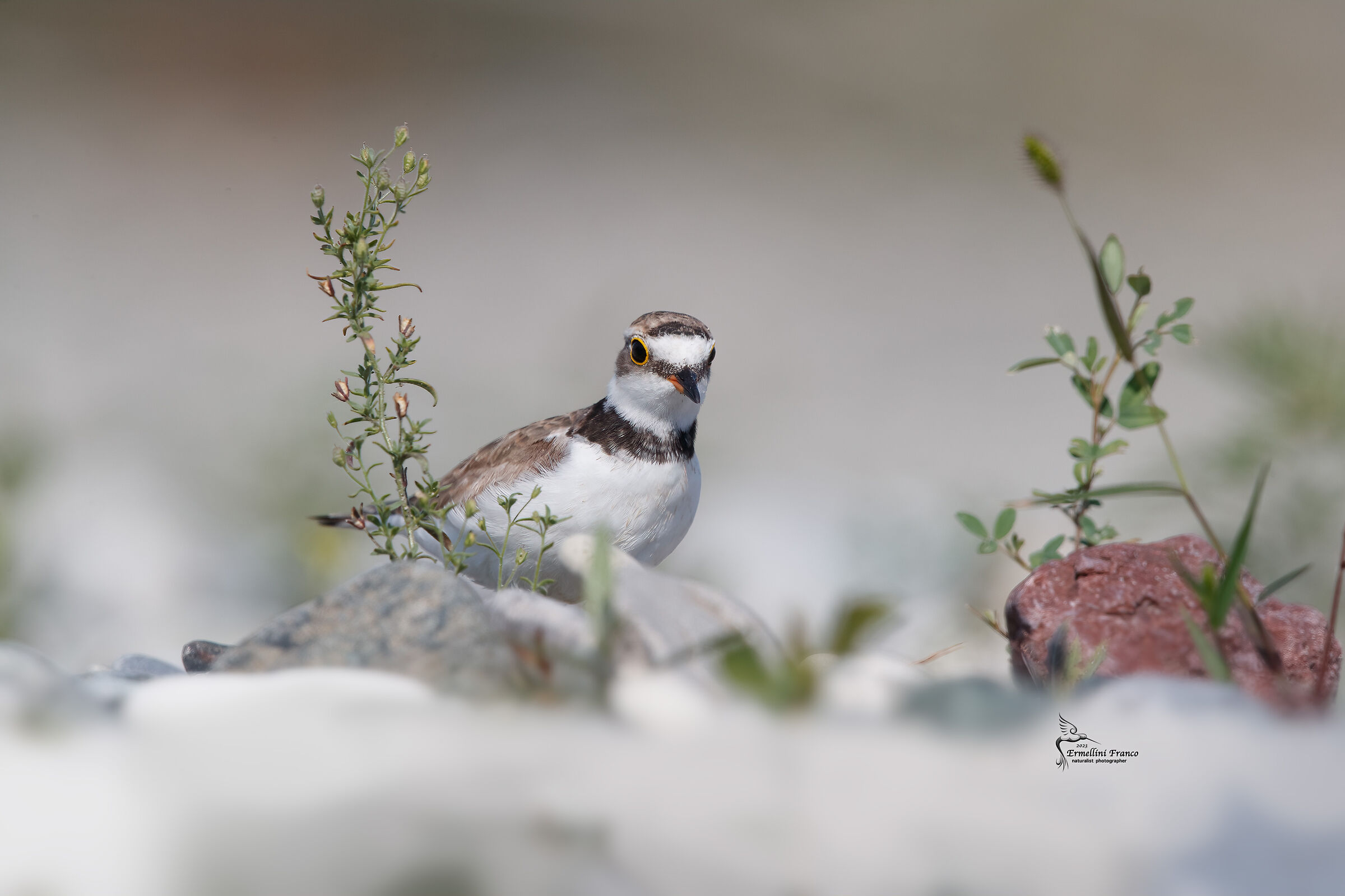 Little ringed plover