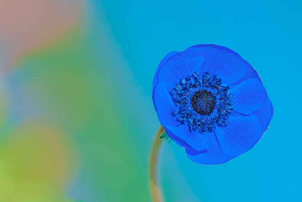 Un anemone nell'aiola