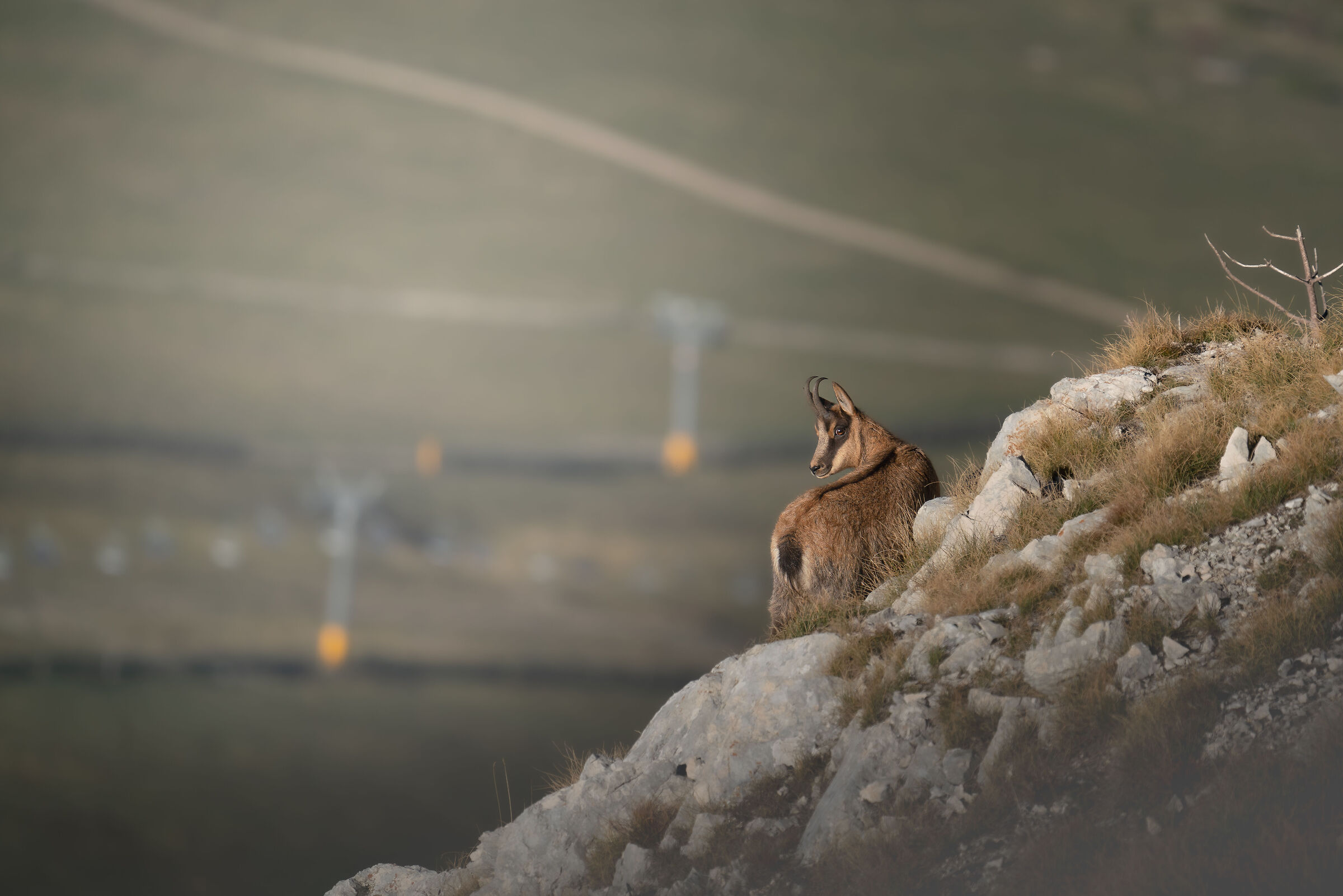 Camoscio e impianti da scii