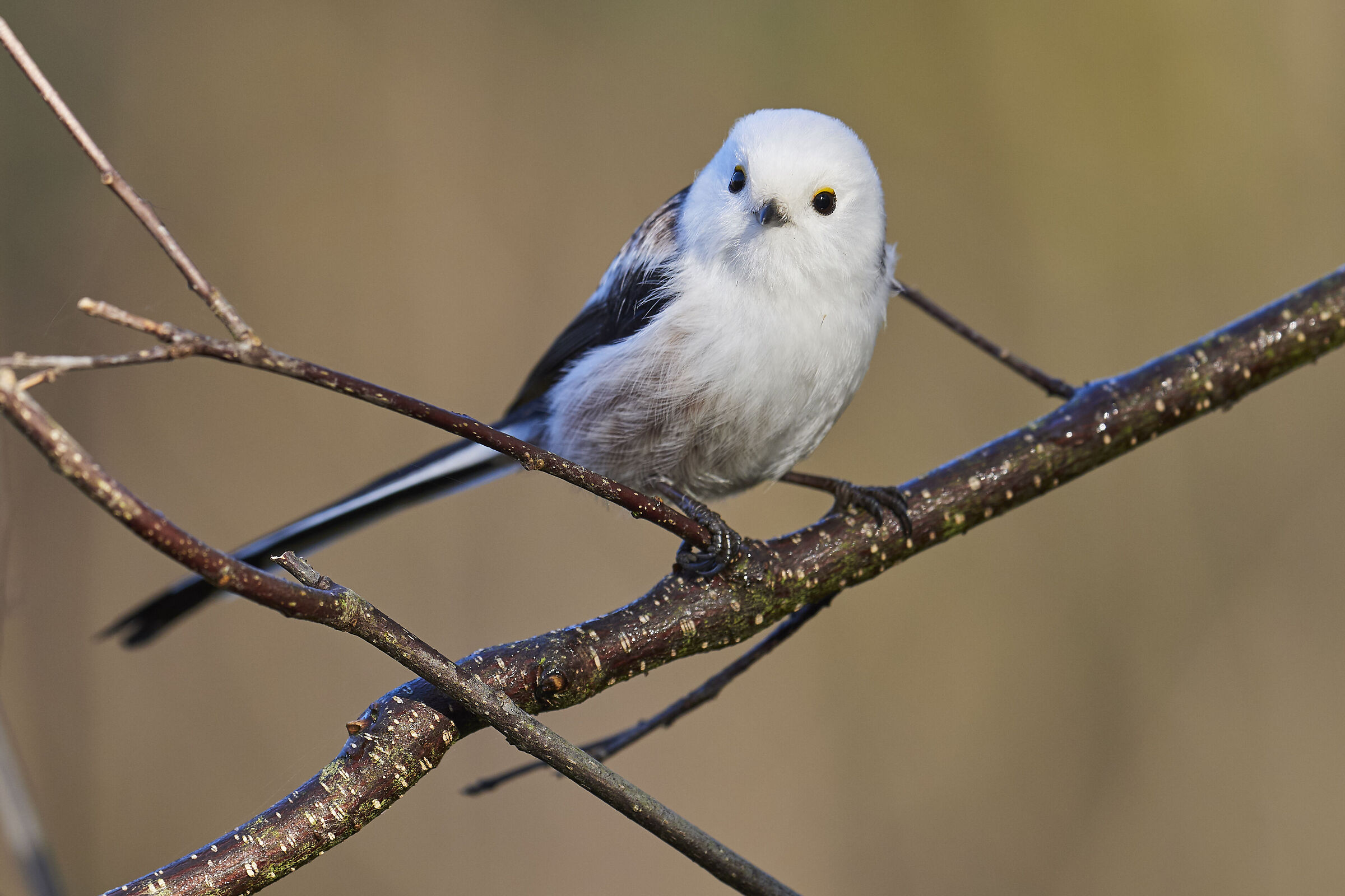 Cinciarella ( Aegithalos caudatus )