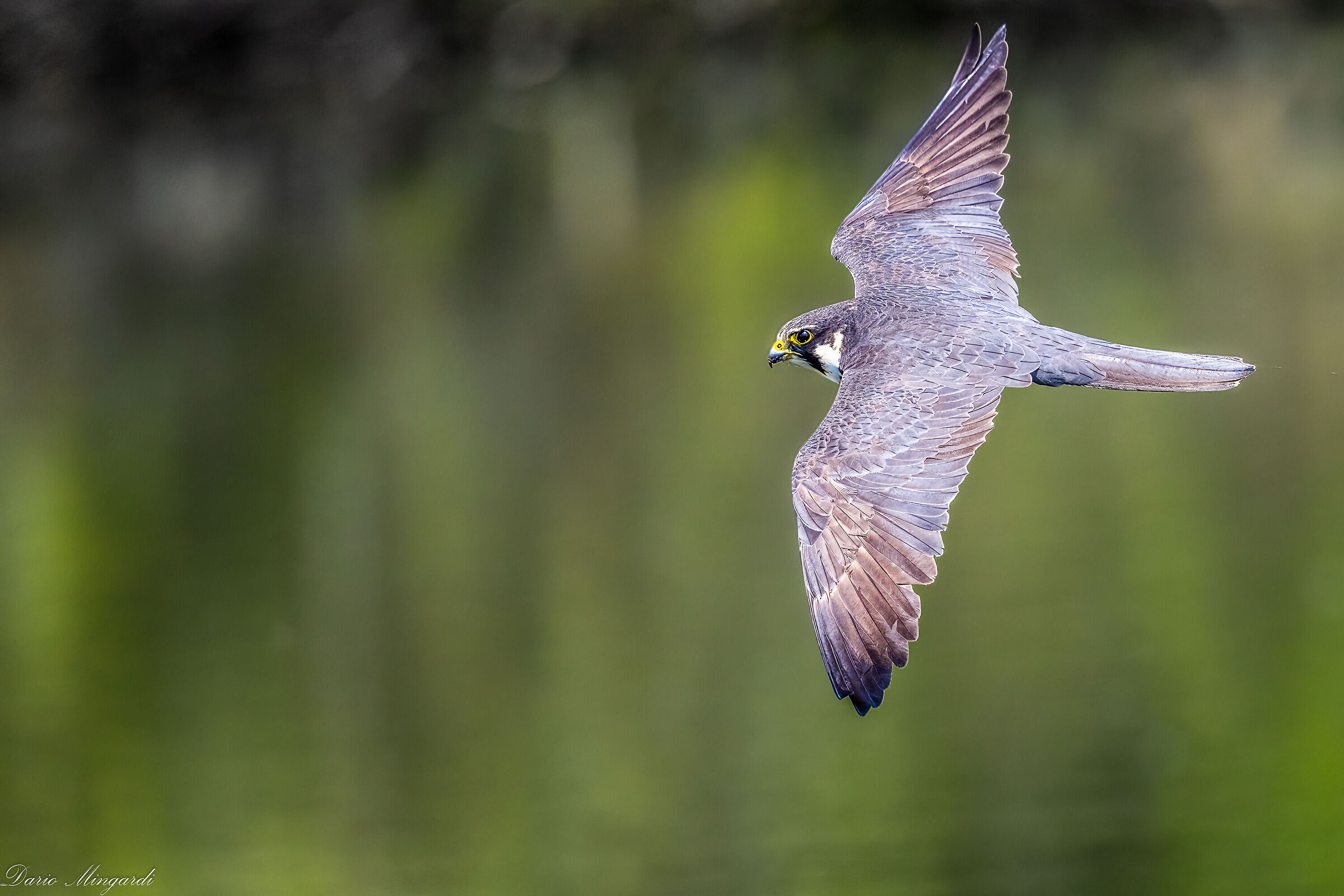Falco subbuteo con piccola preda