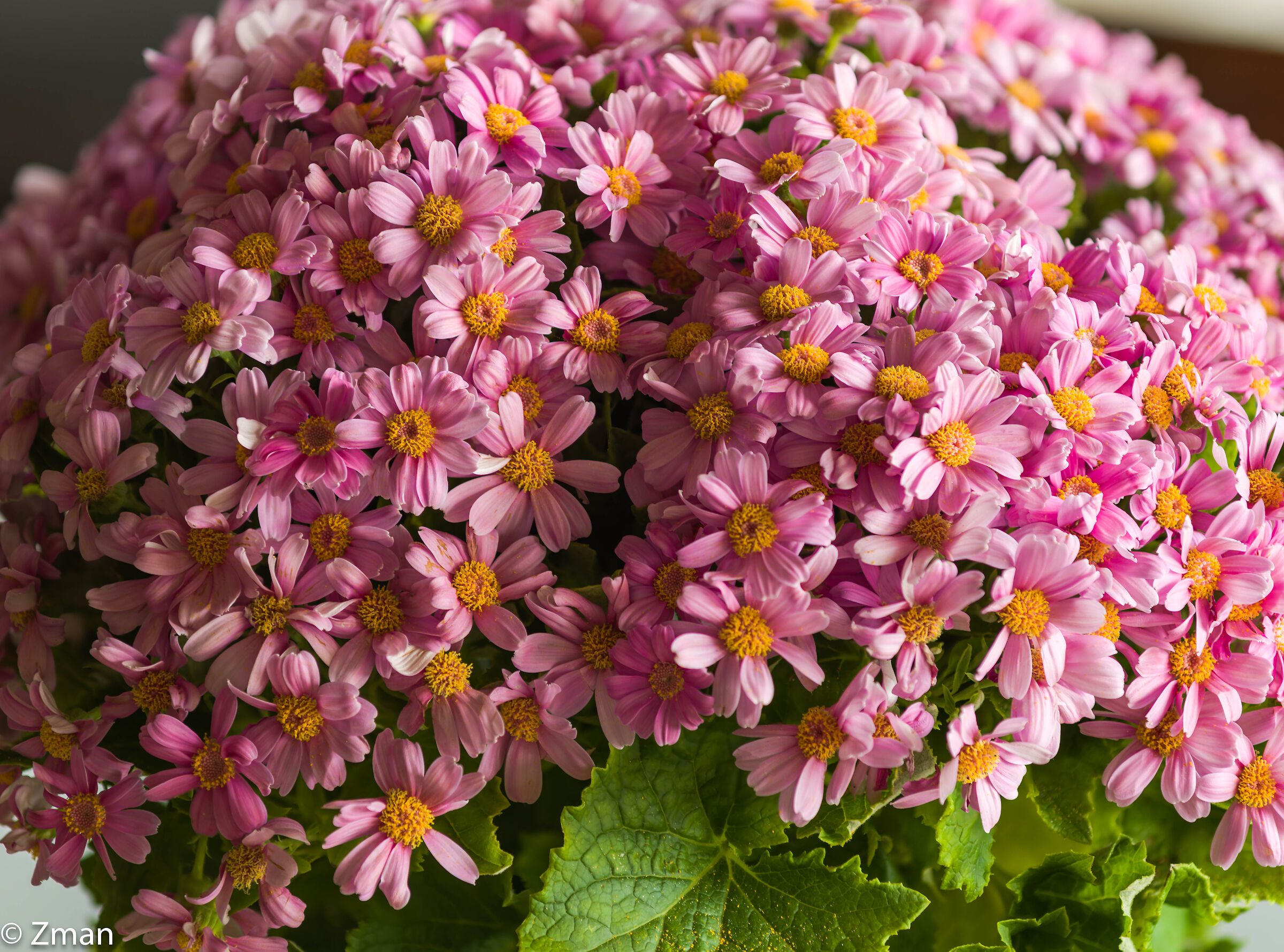 Buona festa della mamma