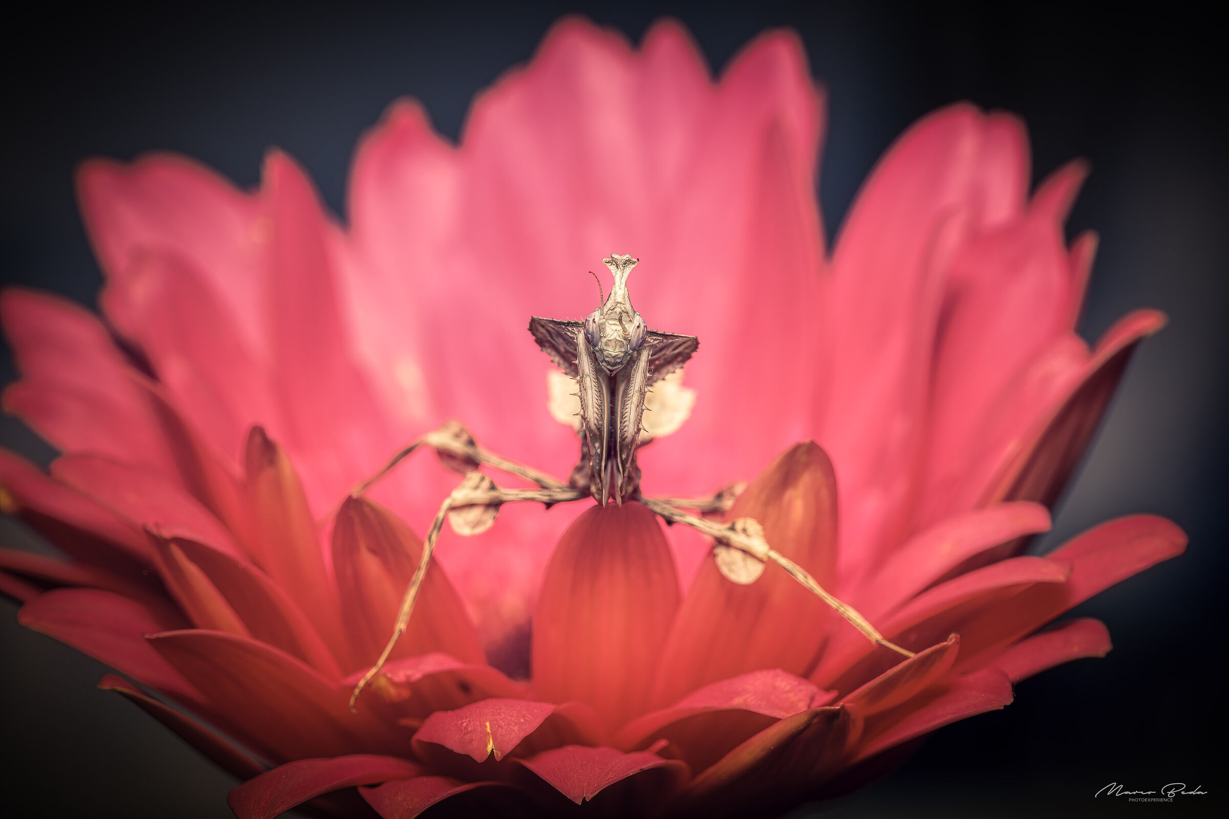 idolomantis diabolica su margherita del transvaal
