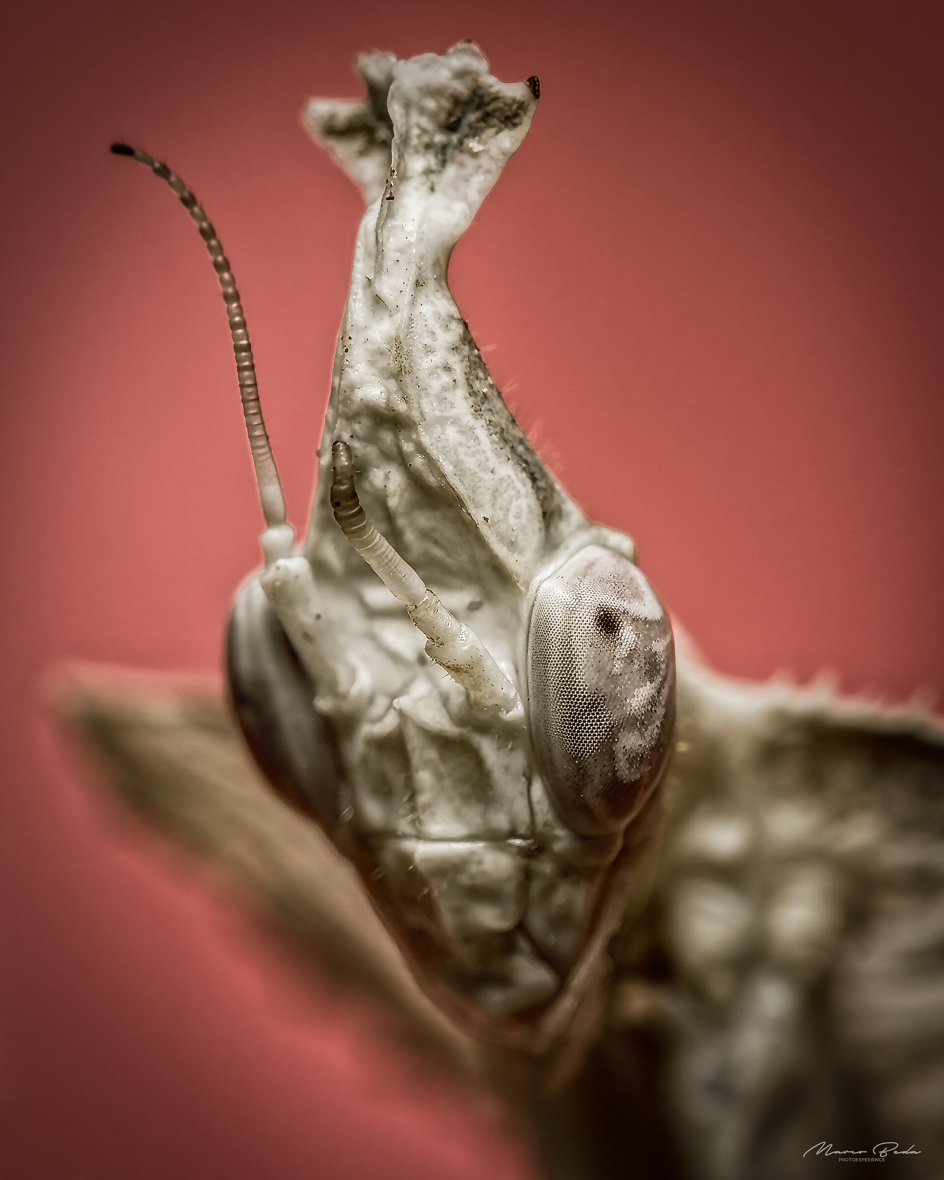 idolomantis diabolica ,macro portrait