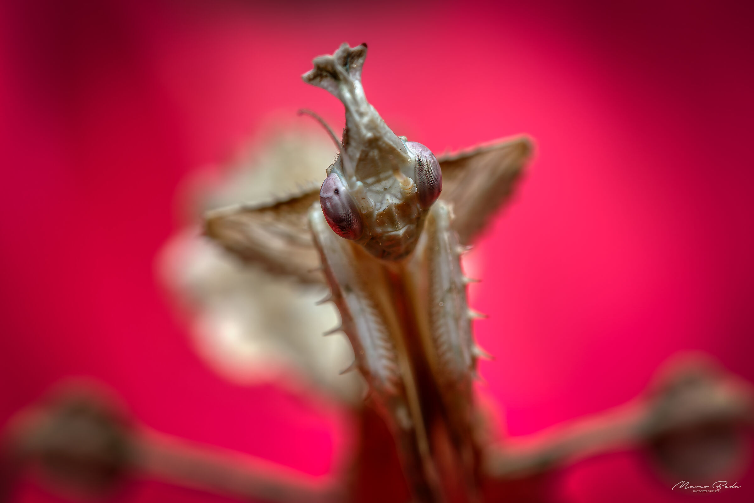 idolomantis diabolica su margherita del transvaal