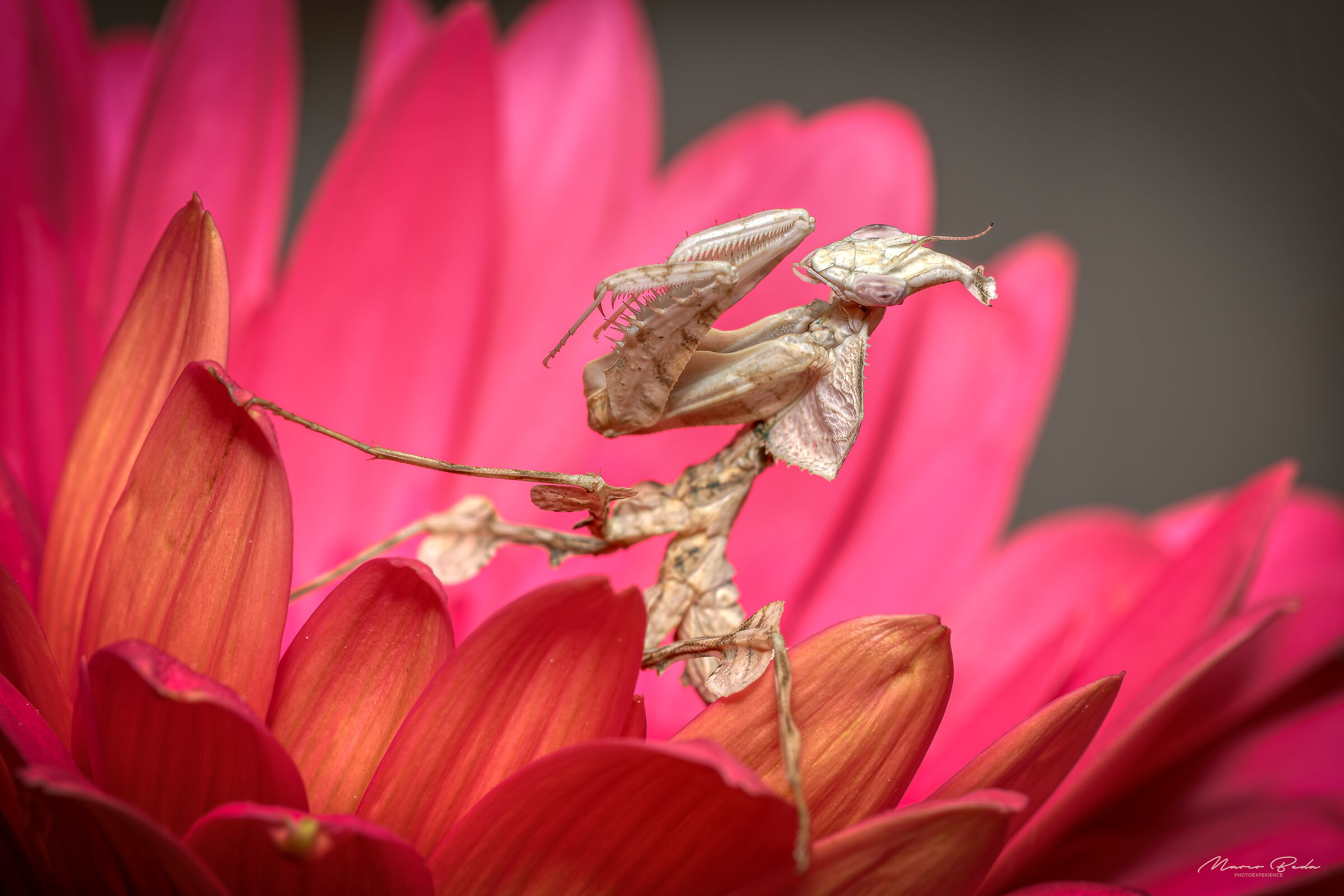 idolomantis diabolica su margherita del transvaal