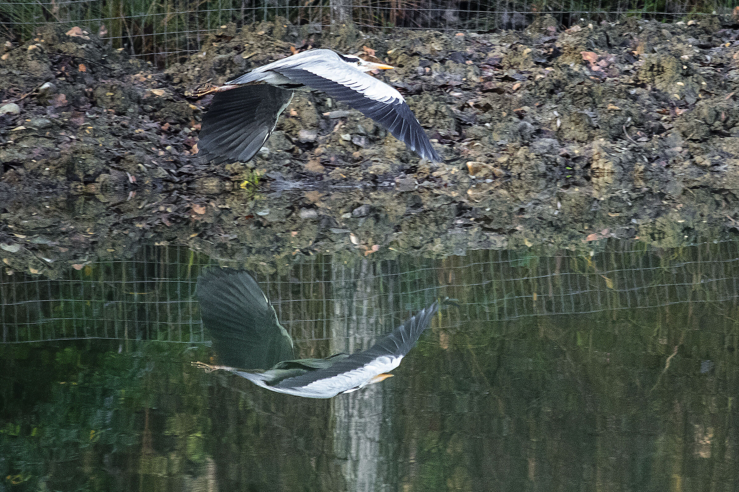 Heron at the lake