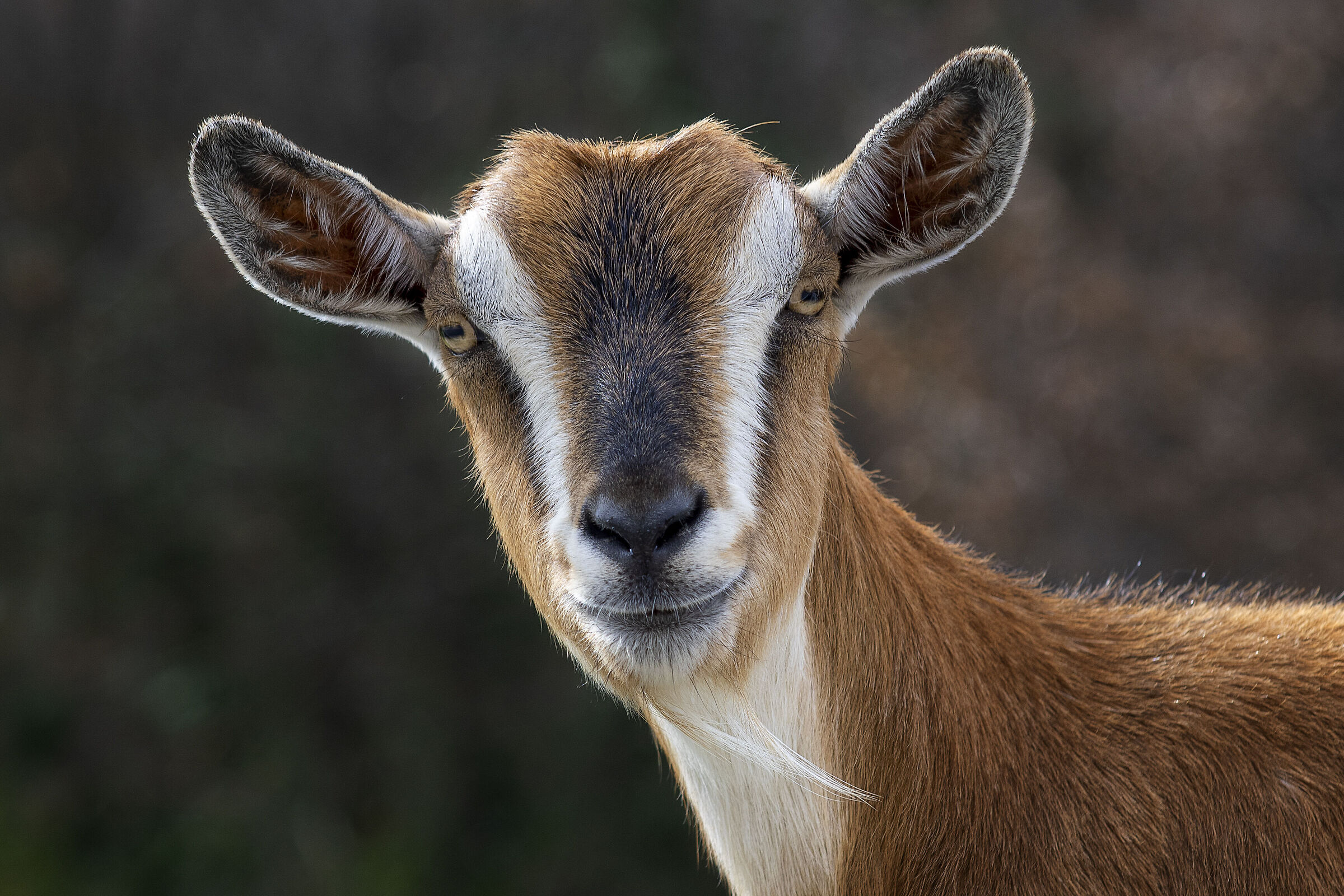 Goat