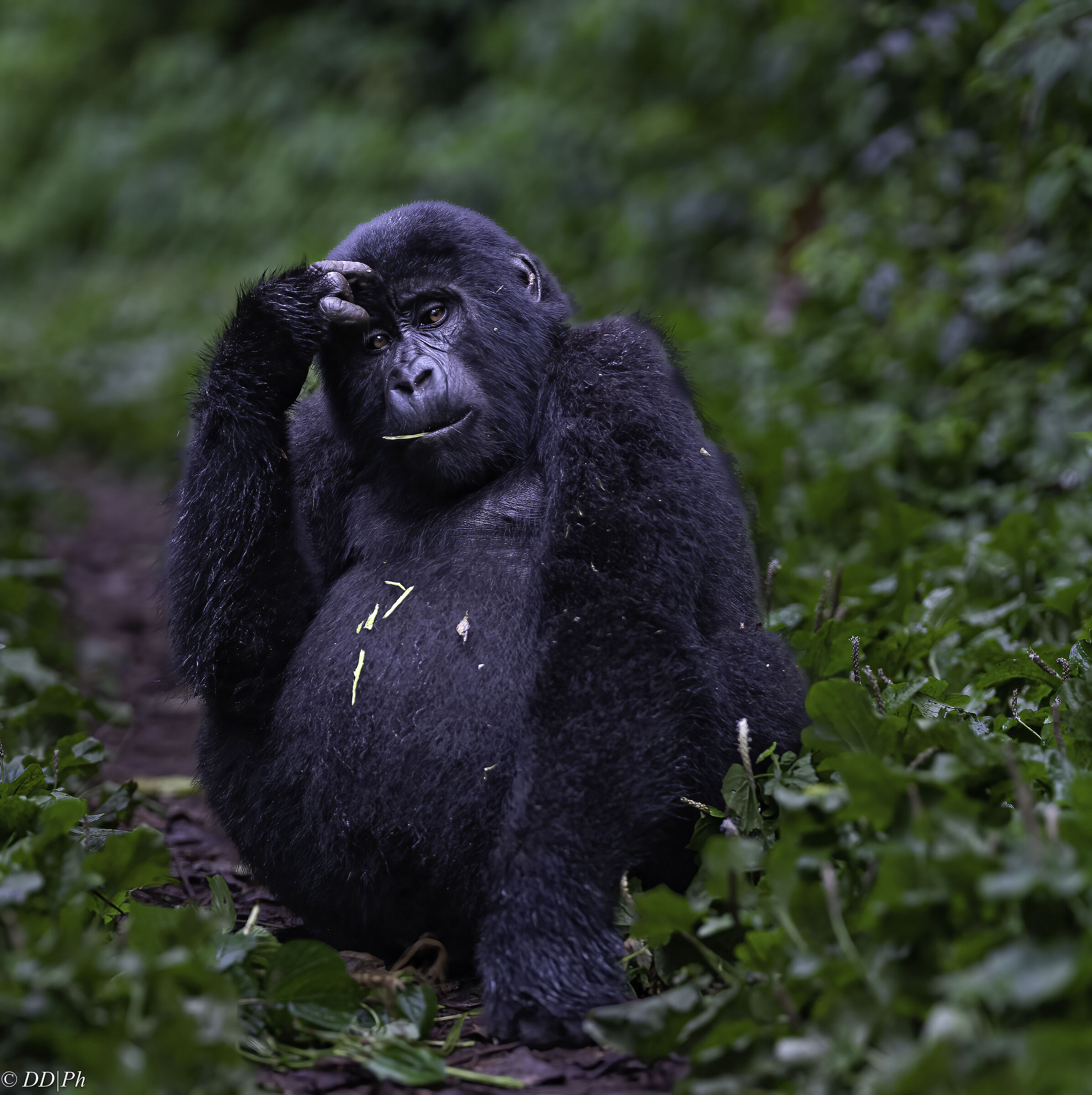 Mountain Gorilla