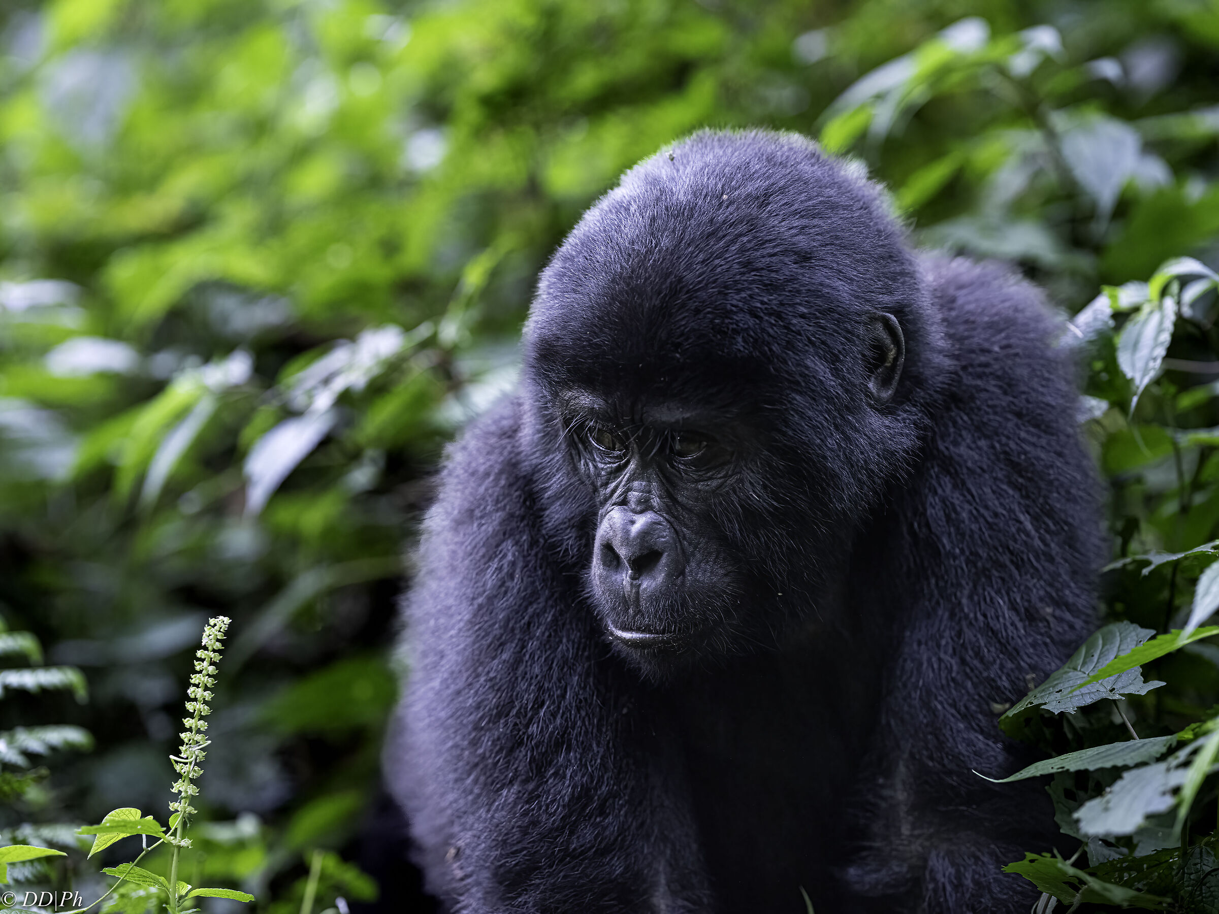 Mountain Gorilla