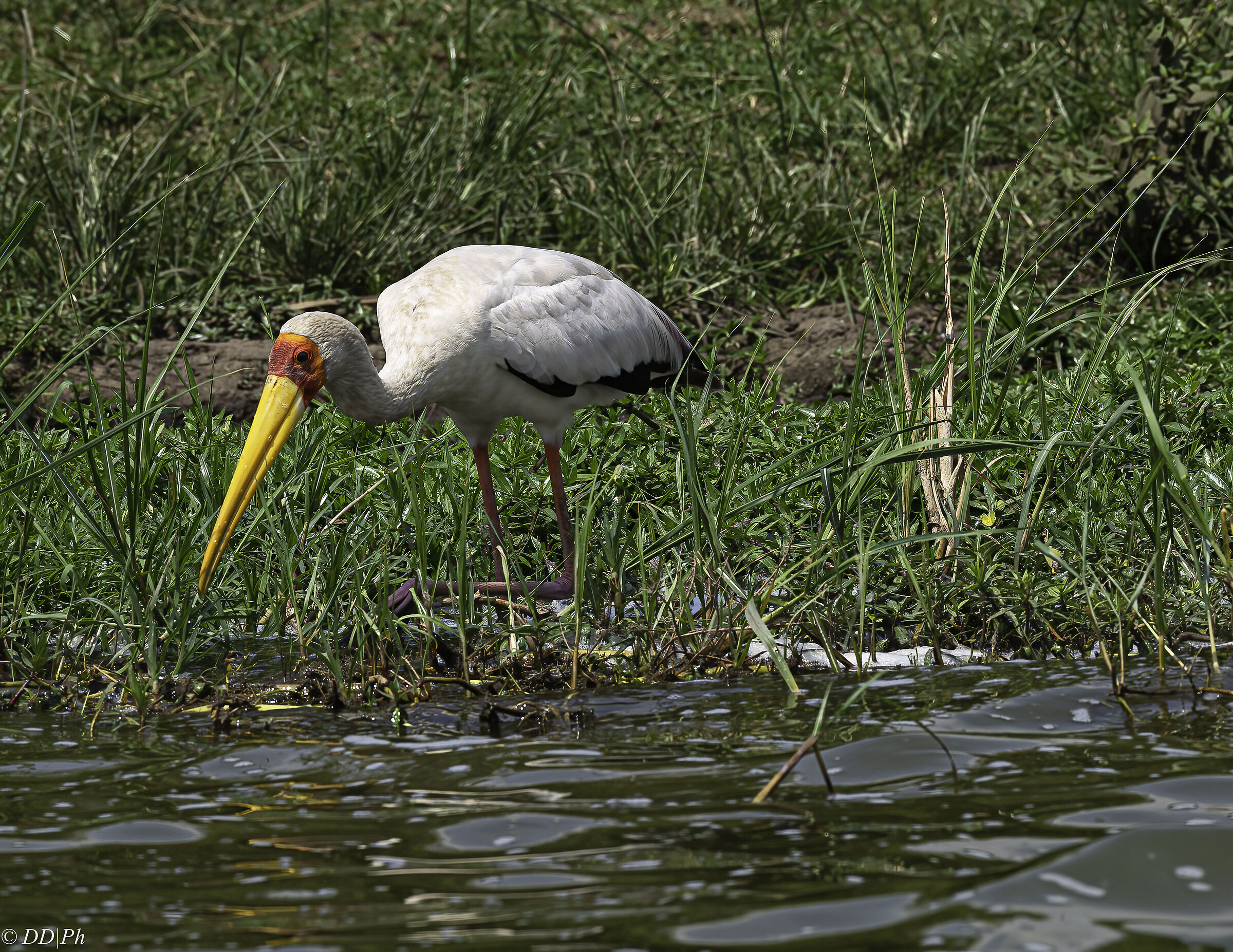 Tantalus Beccogliallo