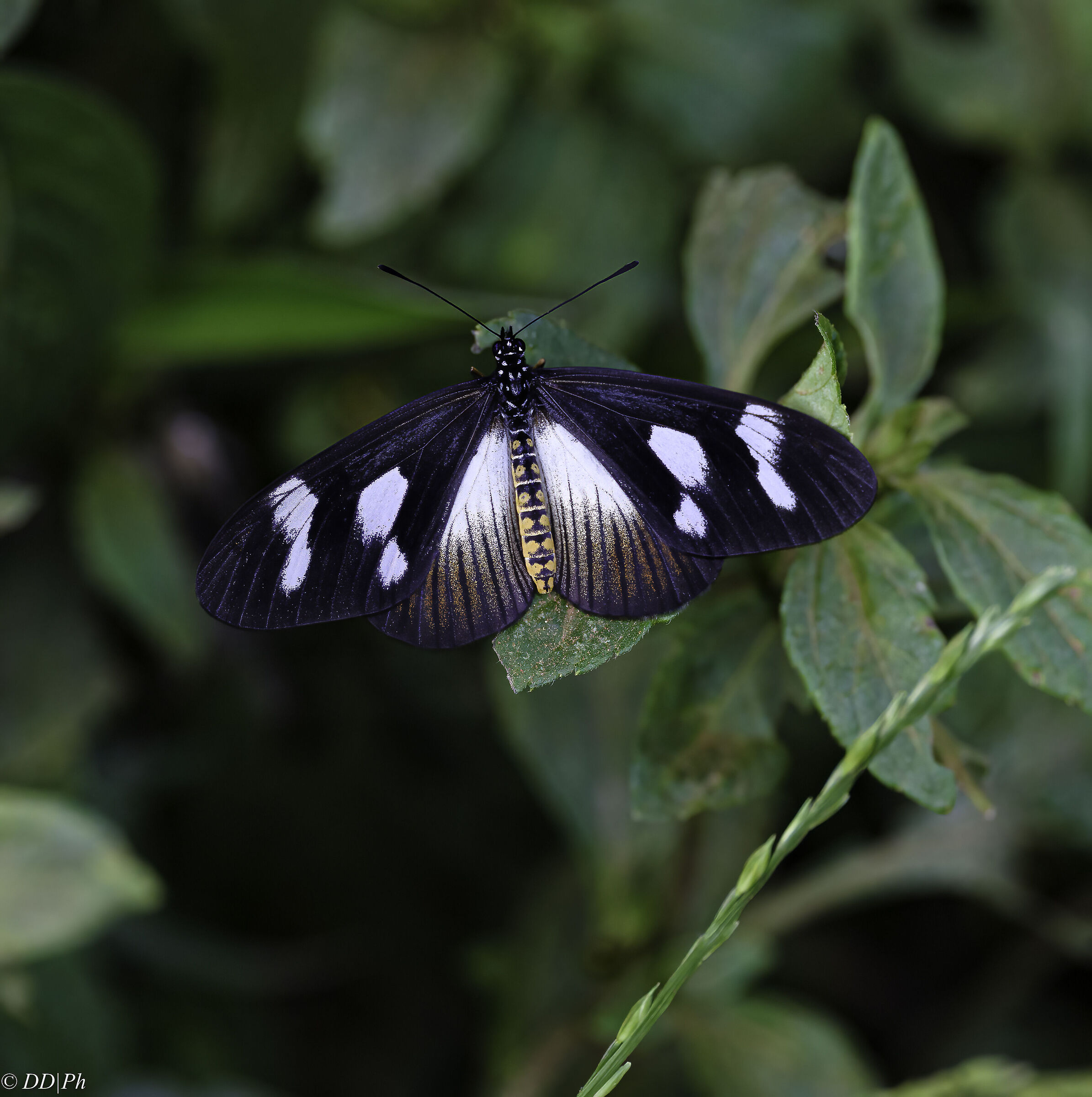 Acraea Lycoa