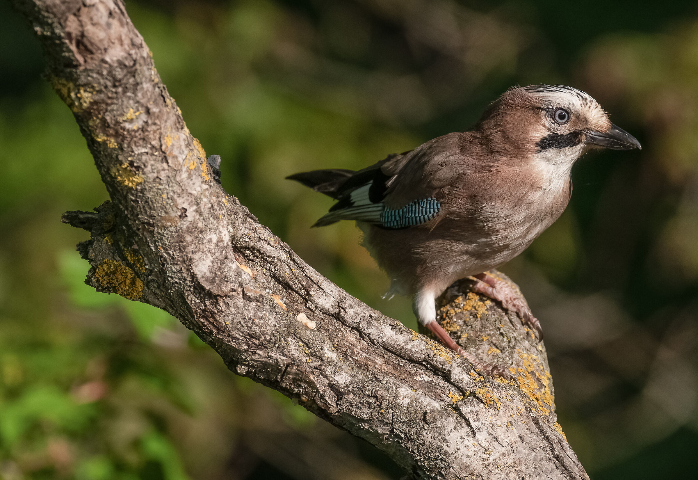jay
