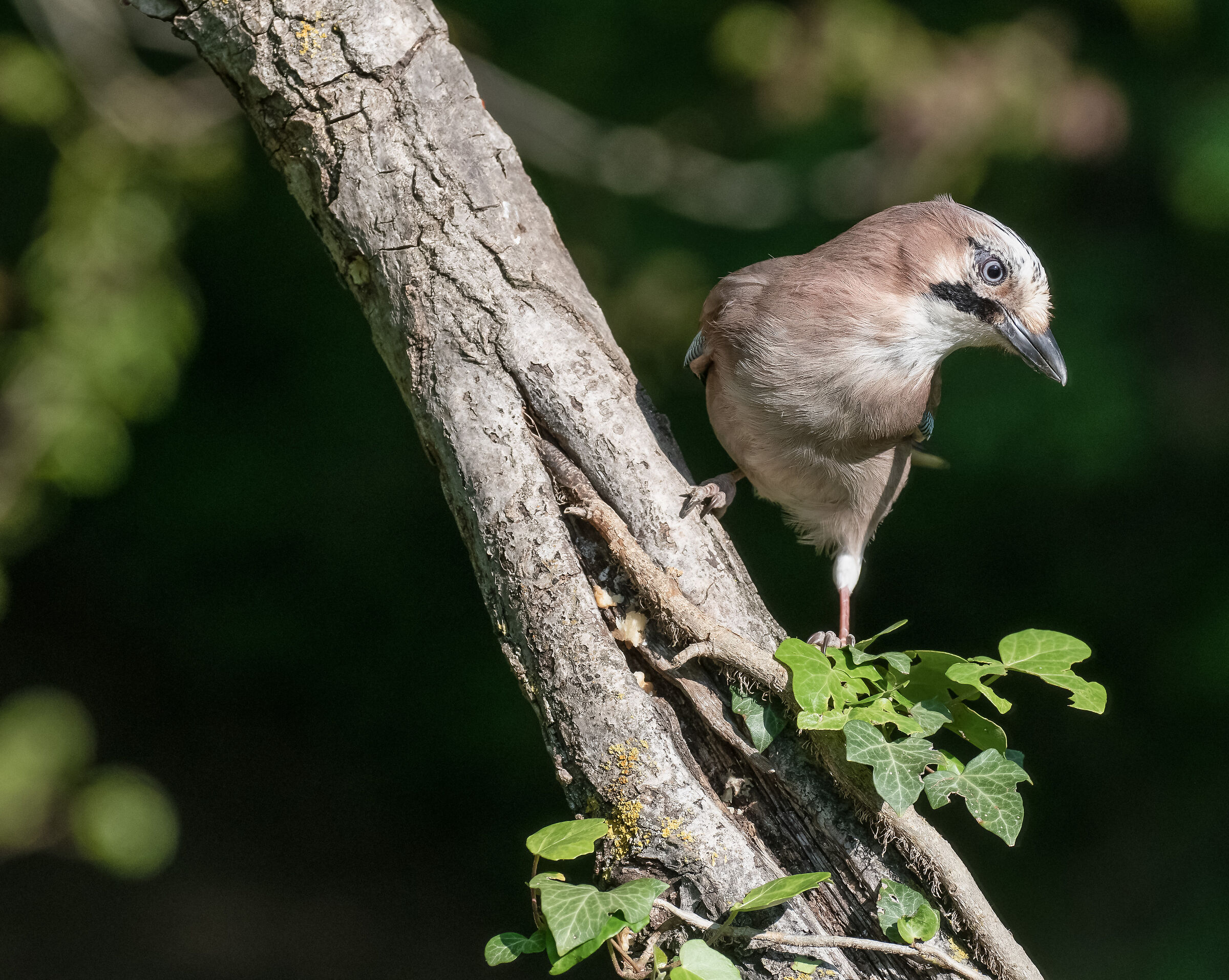 jay
