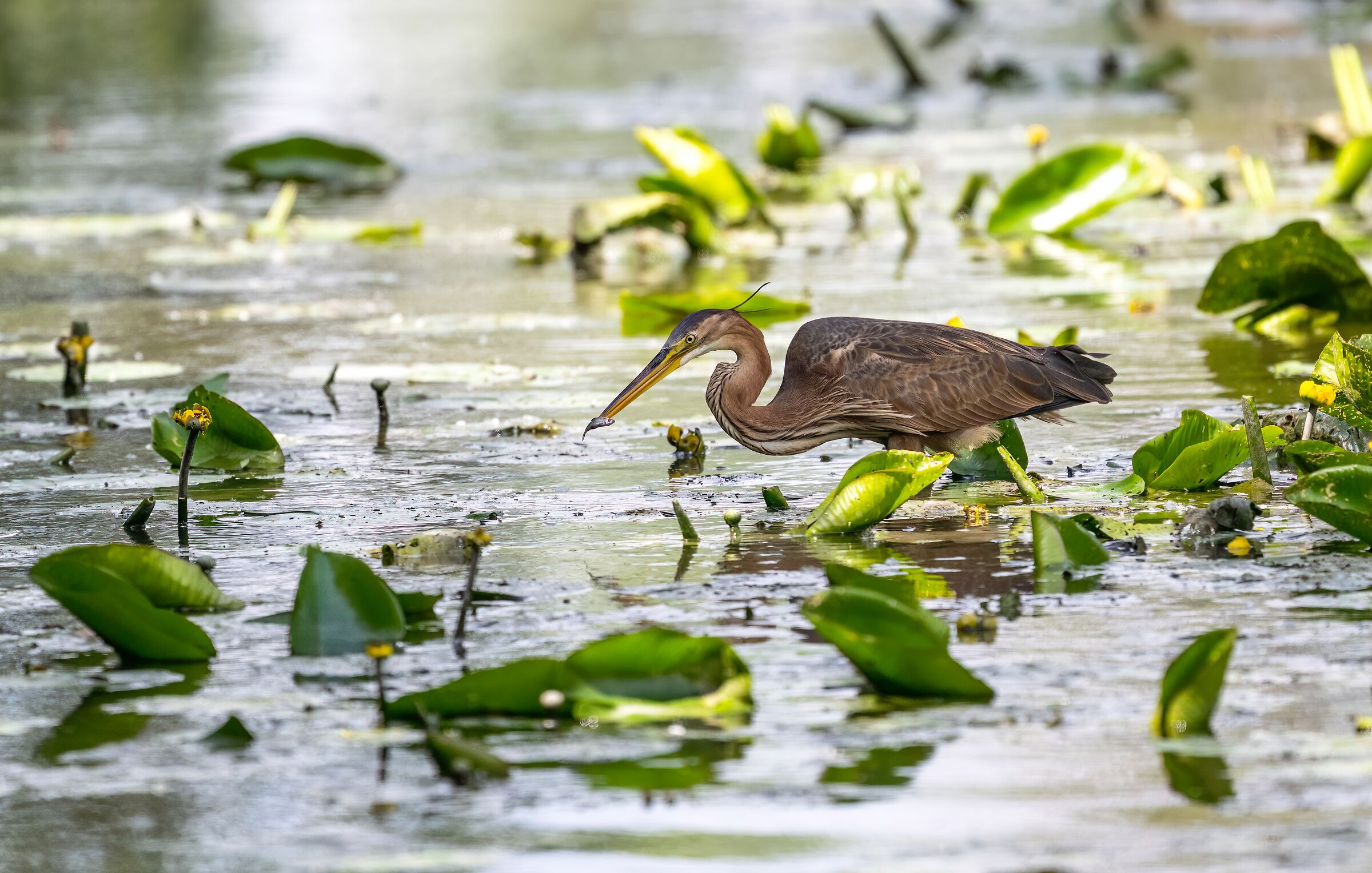 Purple heron