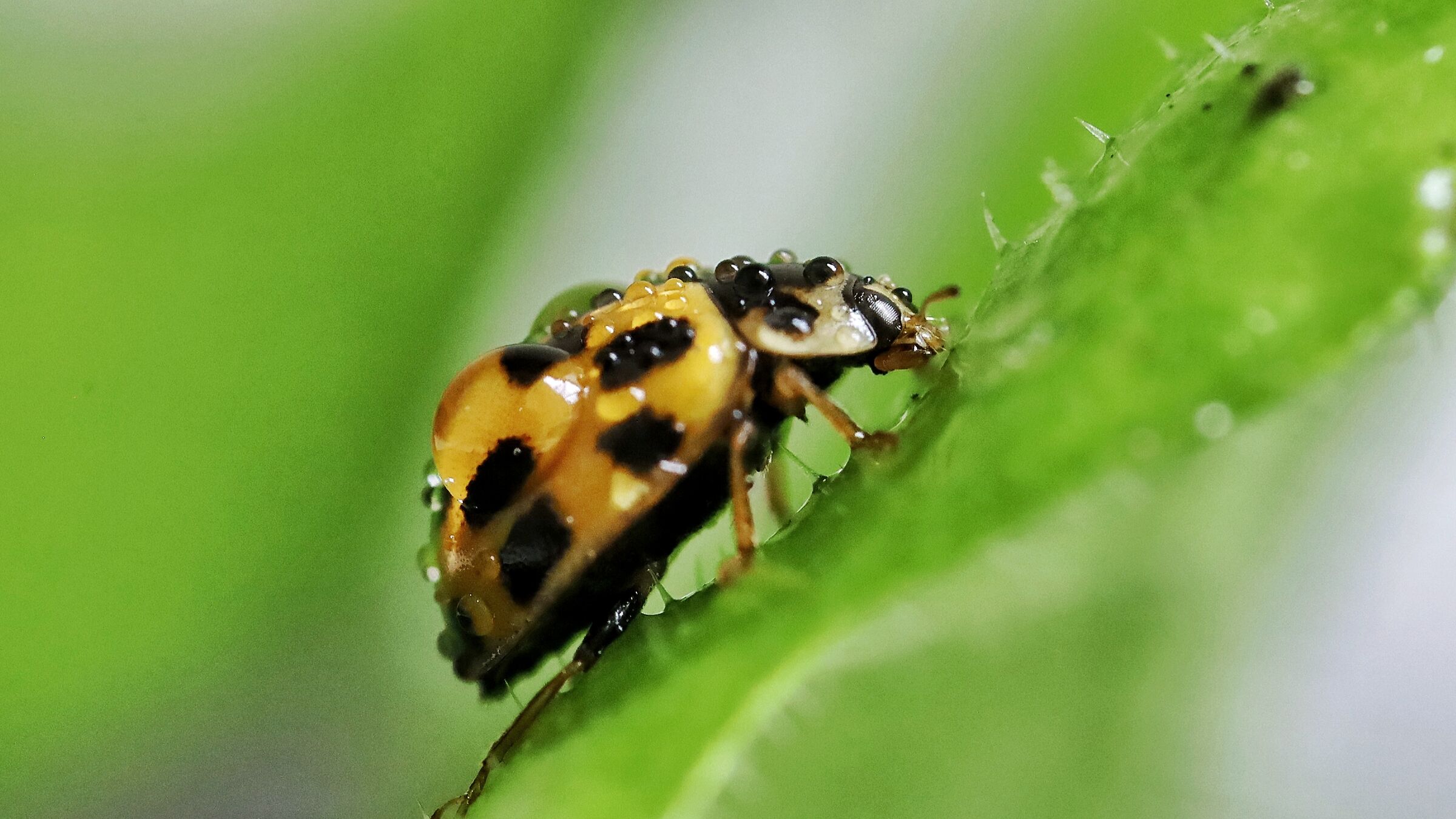 Propylea quatuordecimpunctata